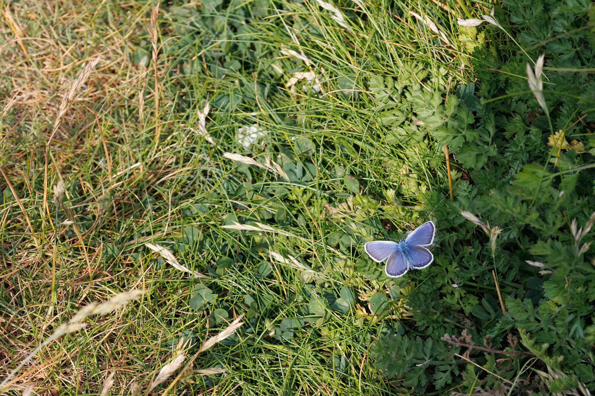 Common Blue Butterfly , Polyommatus icarus, resting at West Pentire in Cornwall