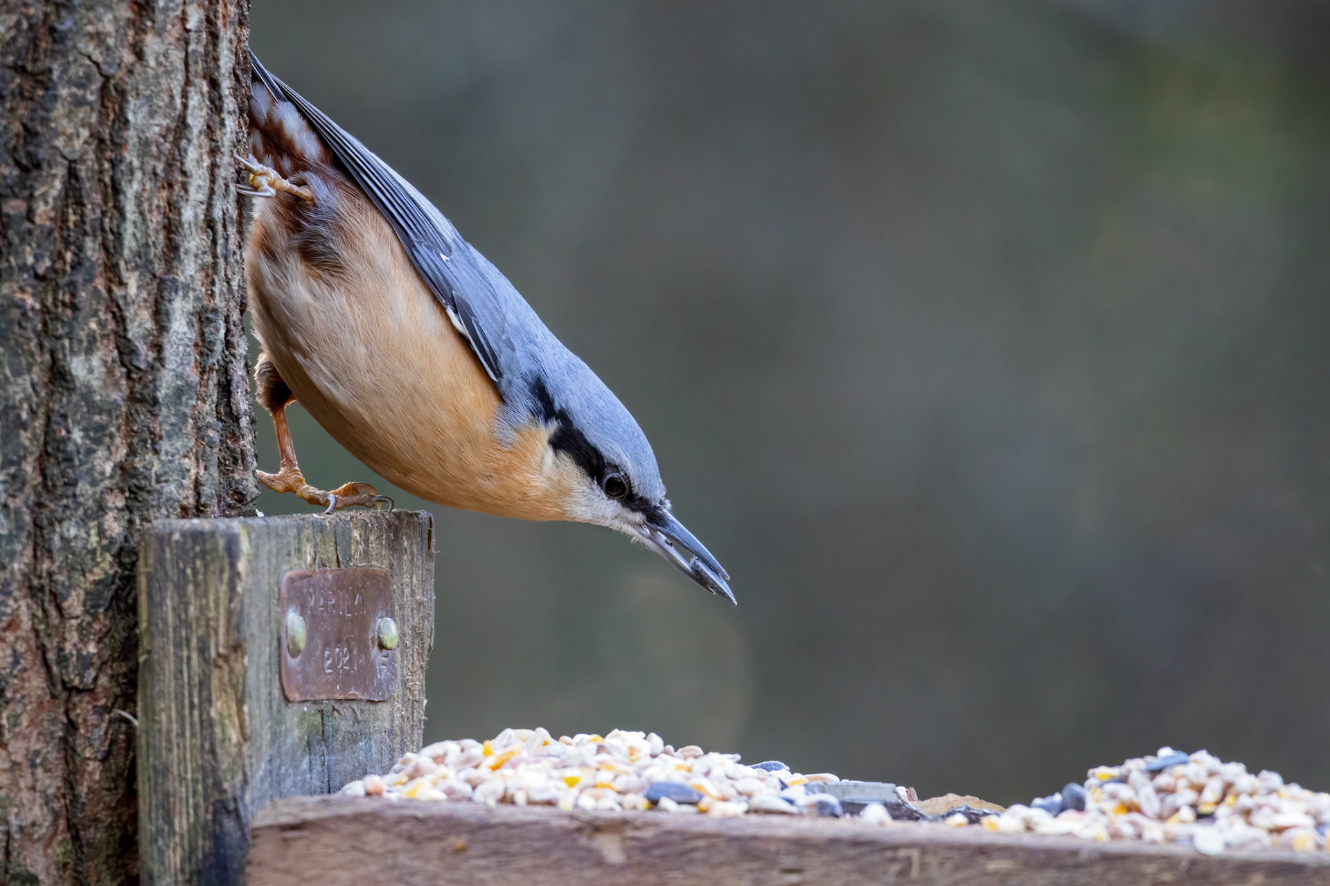 Nuthatch foraging for seed from a wooden bird table