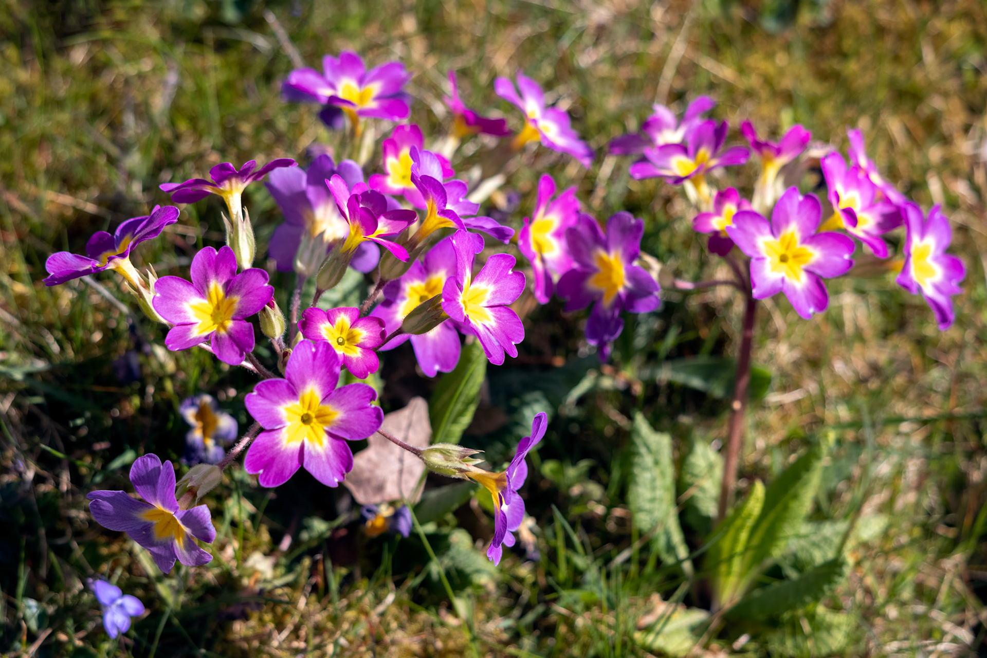 A group of magenta Primroses flowering in the spring sunshine