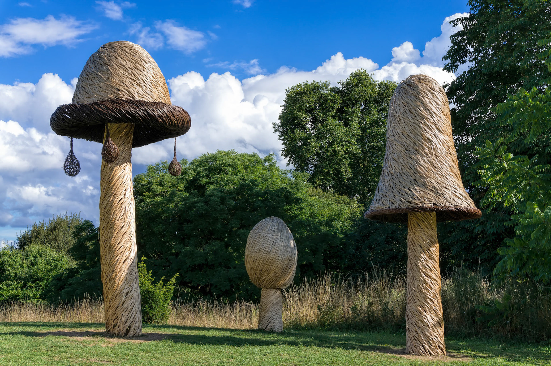 Tom Hare's Fungi Fairy Ring