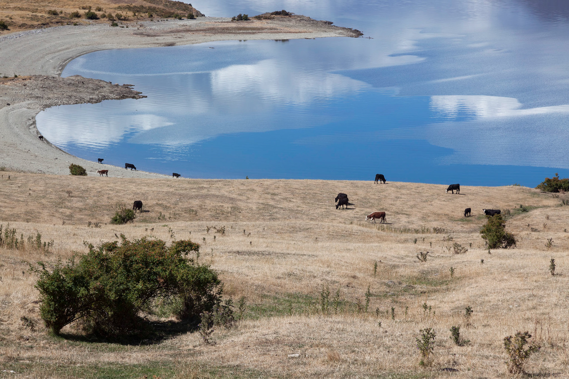 Cattle grazing on the land surrounding Lake Hawea