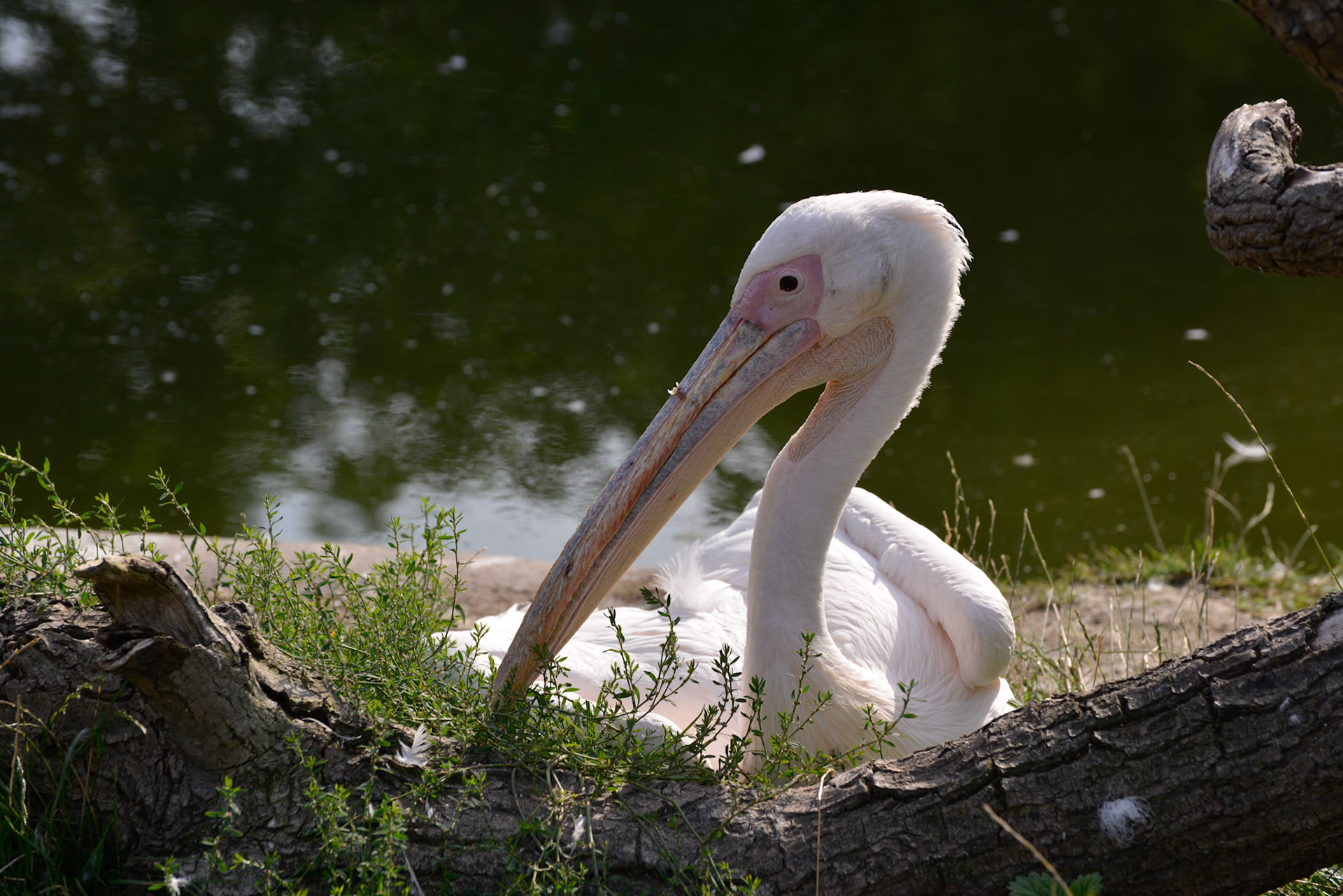 Great White Pelican (Pelecanus onocrotalus) resting by the lake