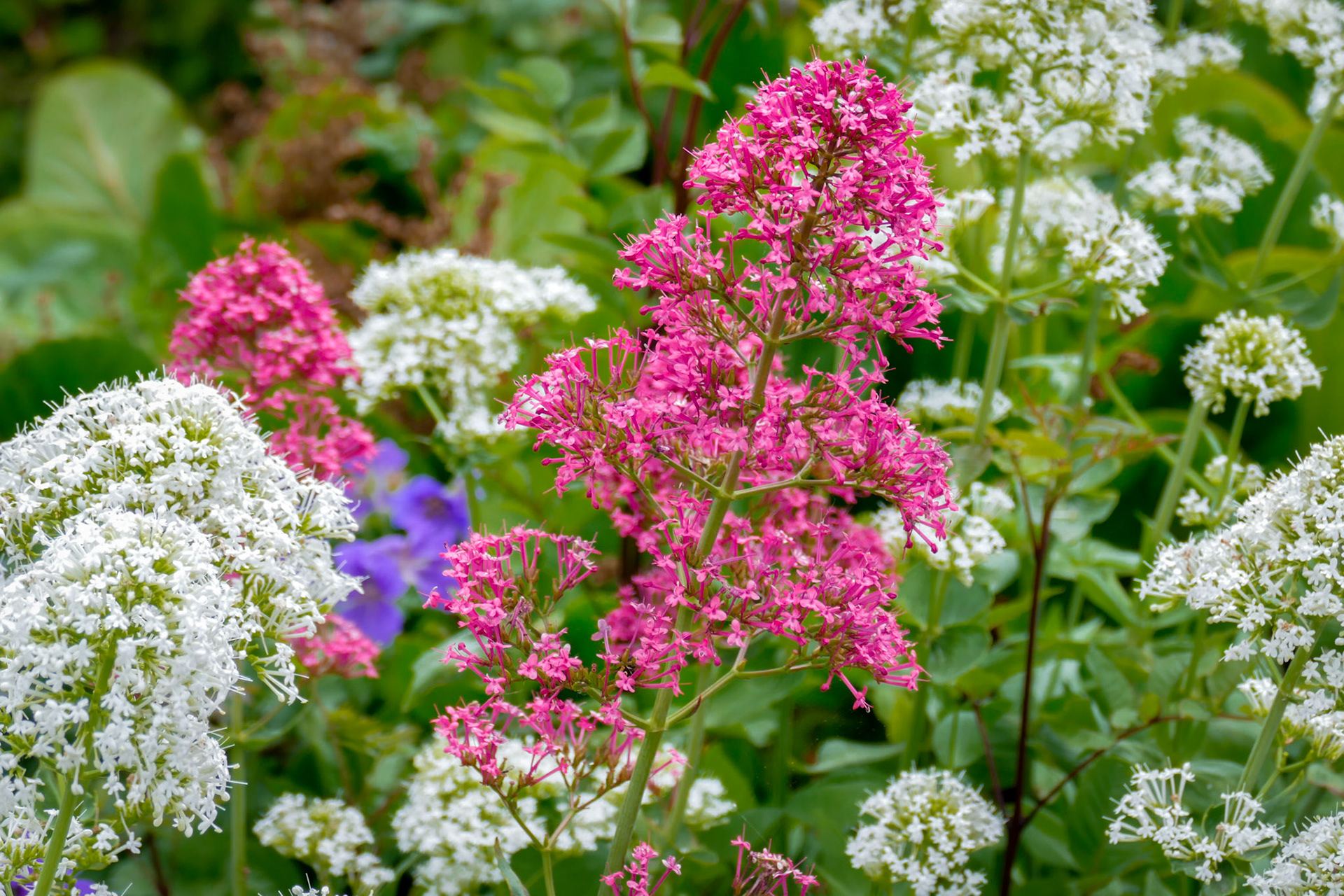 Red and White Valerian (Centranthus ruber)