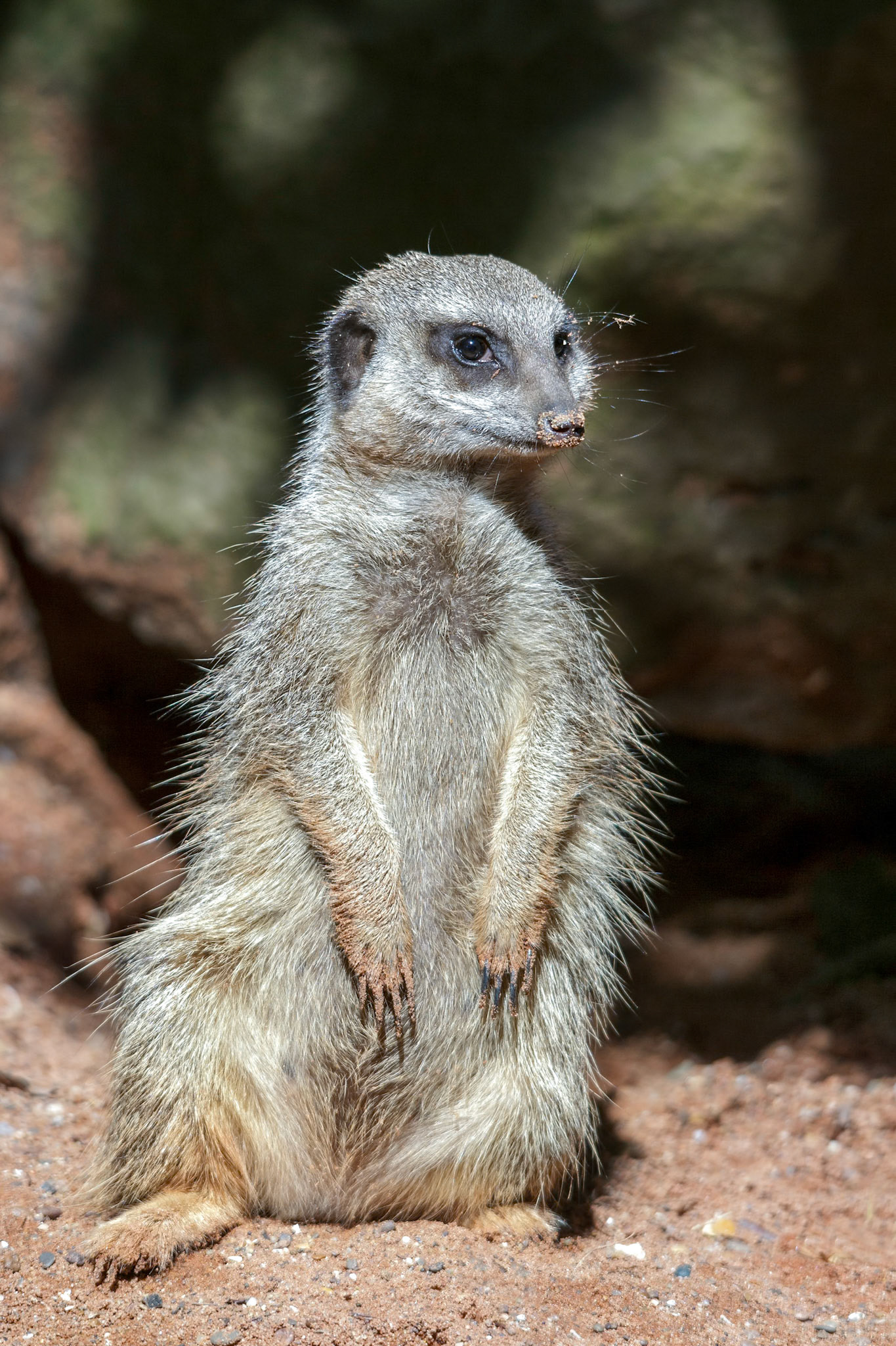 Slender-tailed Meerkat (Suricatta suricatta)