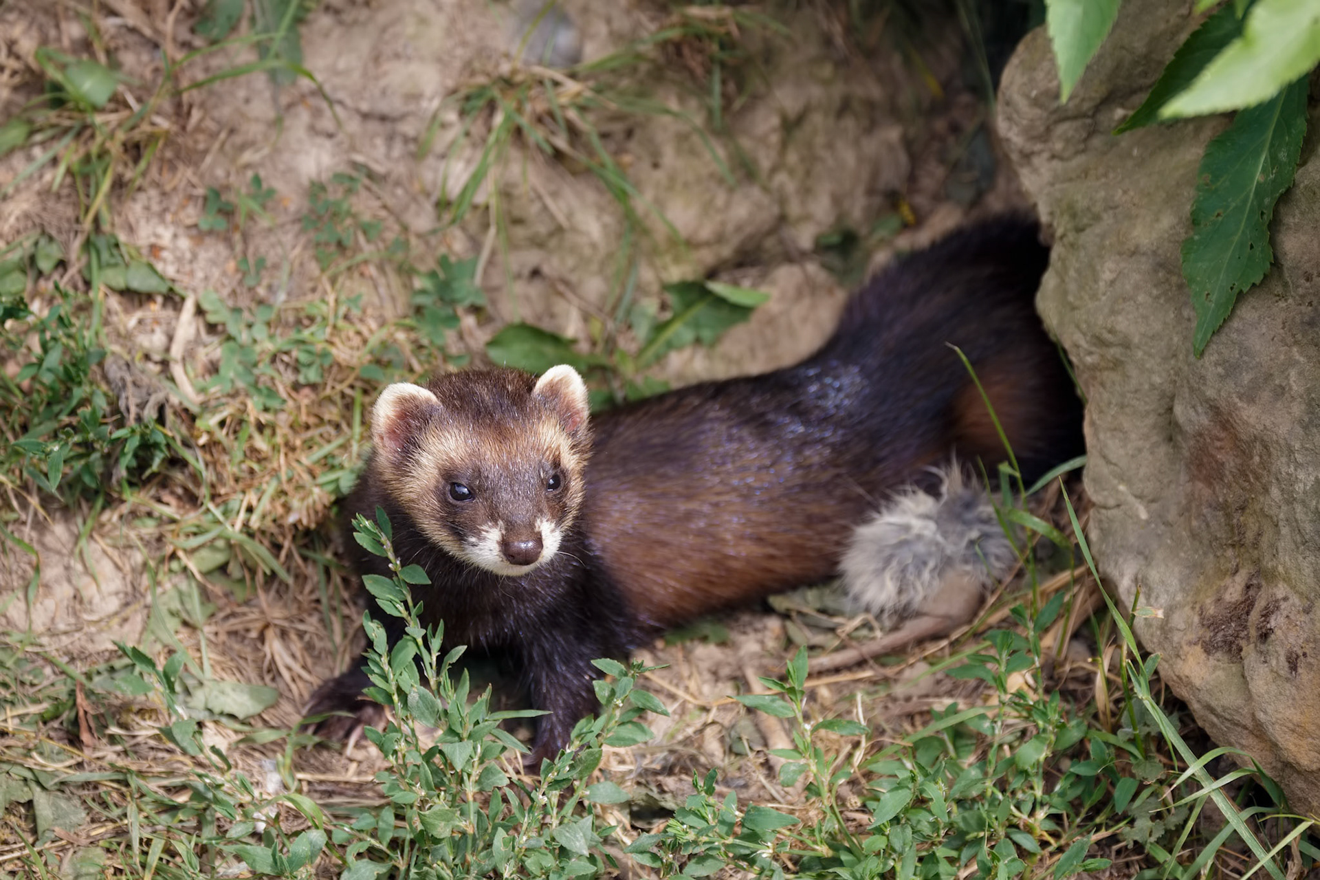 European Polecat (mustela putorius) enjoying the sunshine