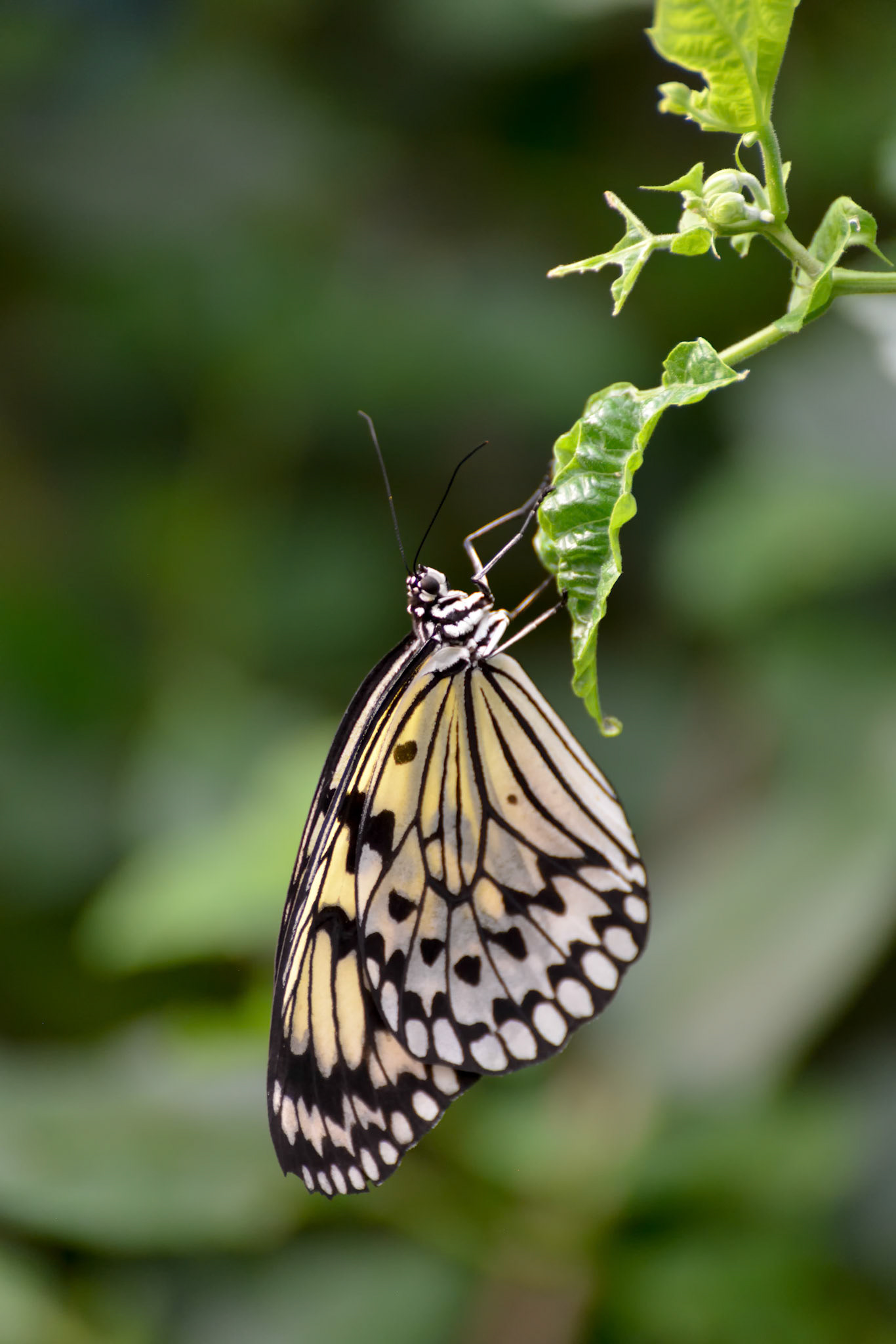 Rice Paper Butterfly (Idea leuconoe)