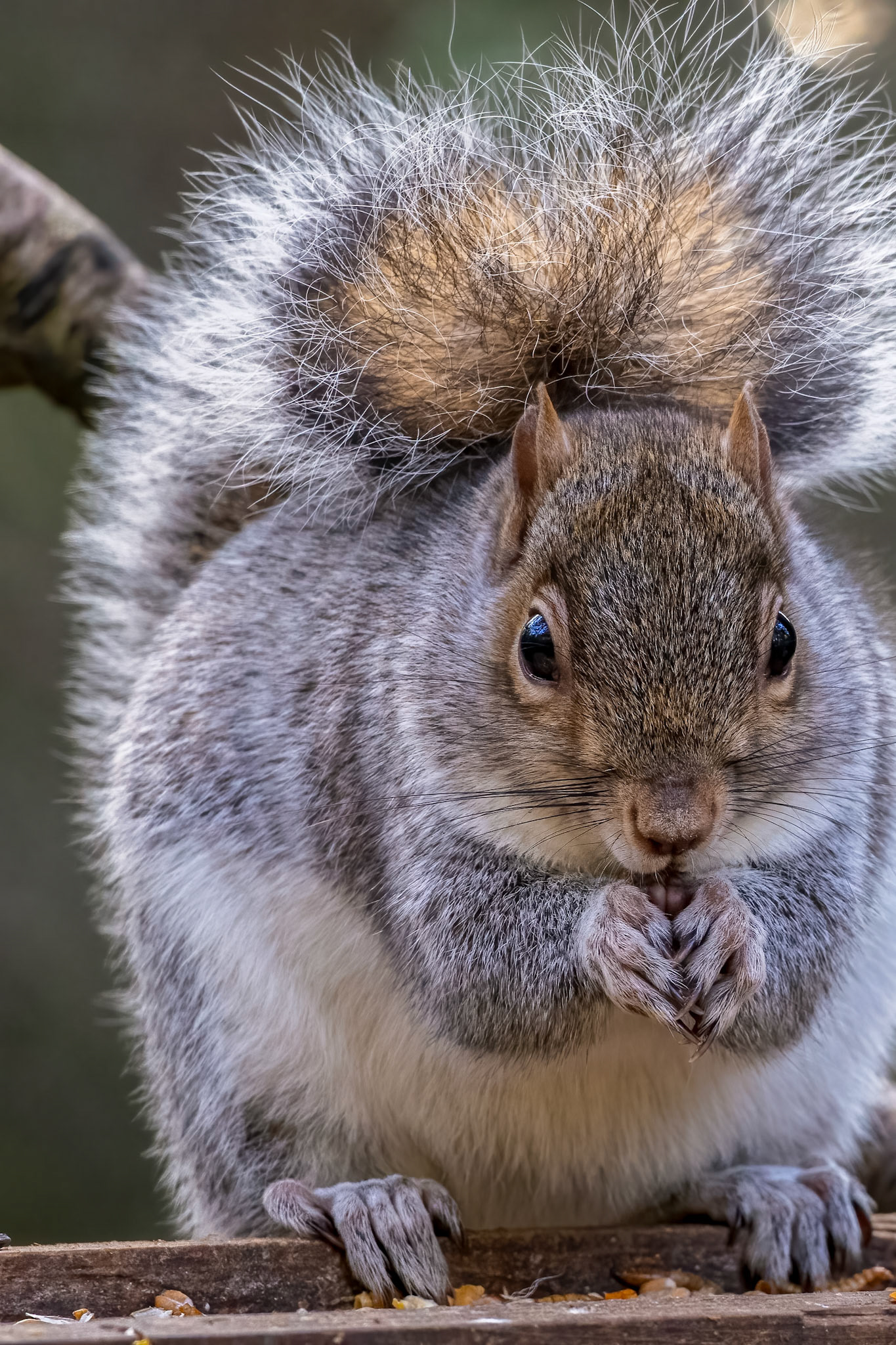 Grey Squirrel (Sciurus carolinensis) eating seed from a wooden table
