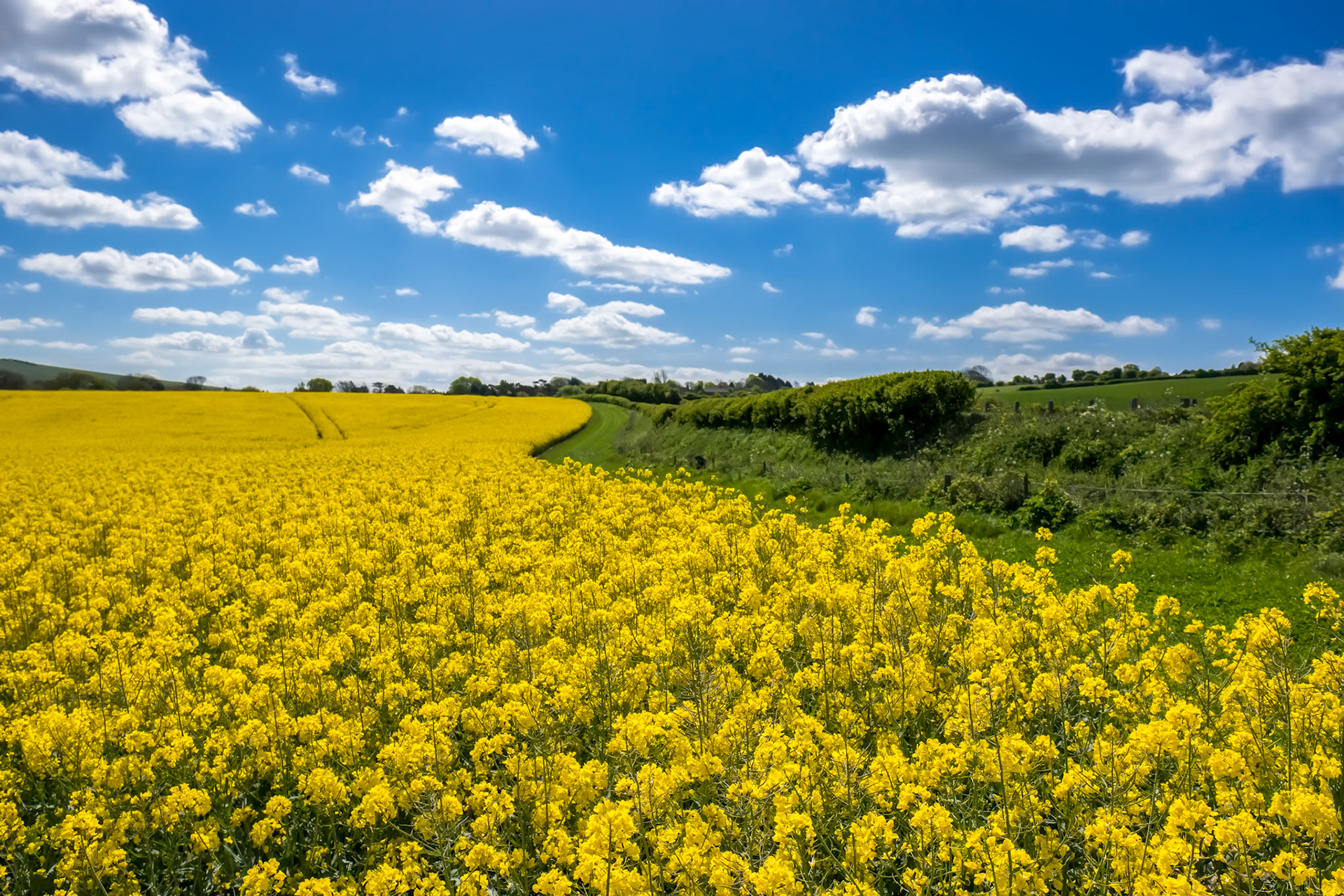 Rapeseed in the Rolling Sussex Countryside