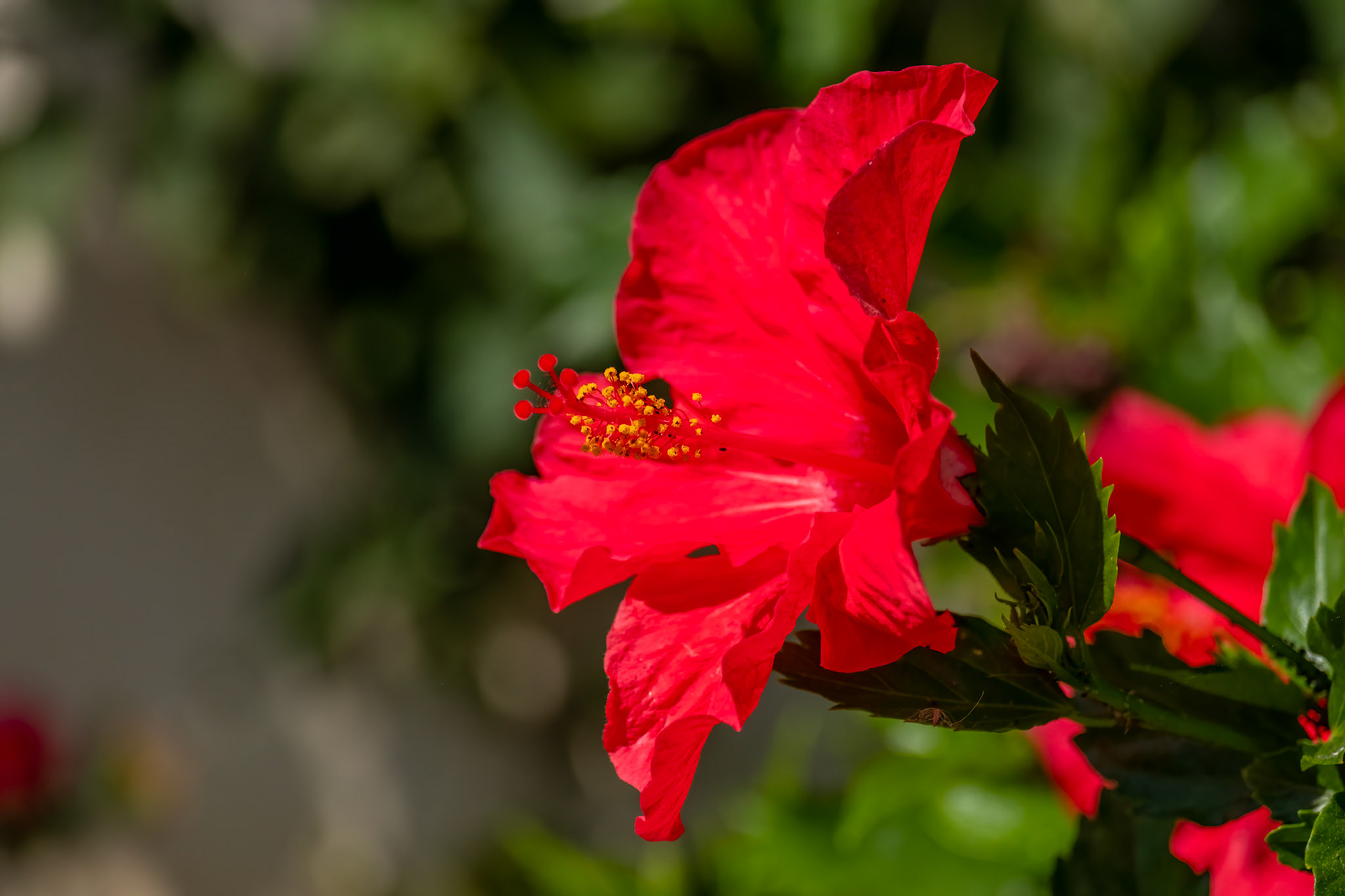 Red Hibiscus Flower Blooming in Calahonda