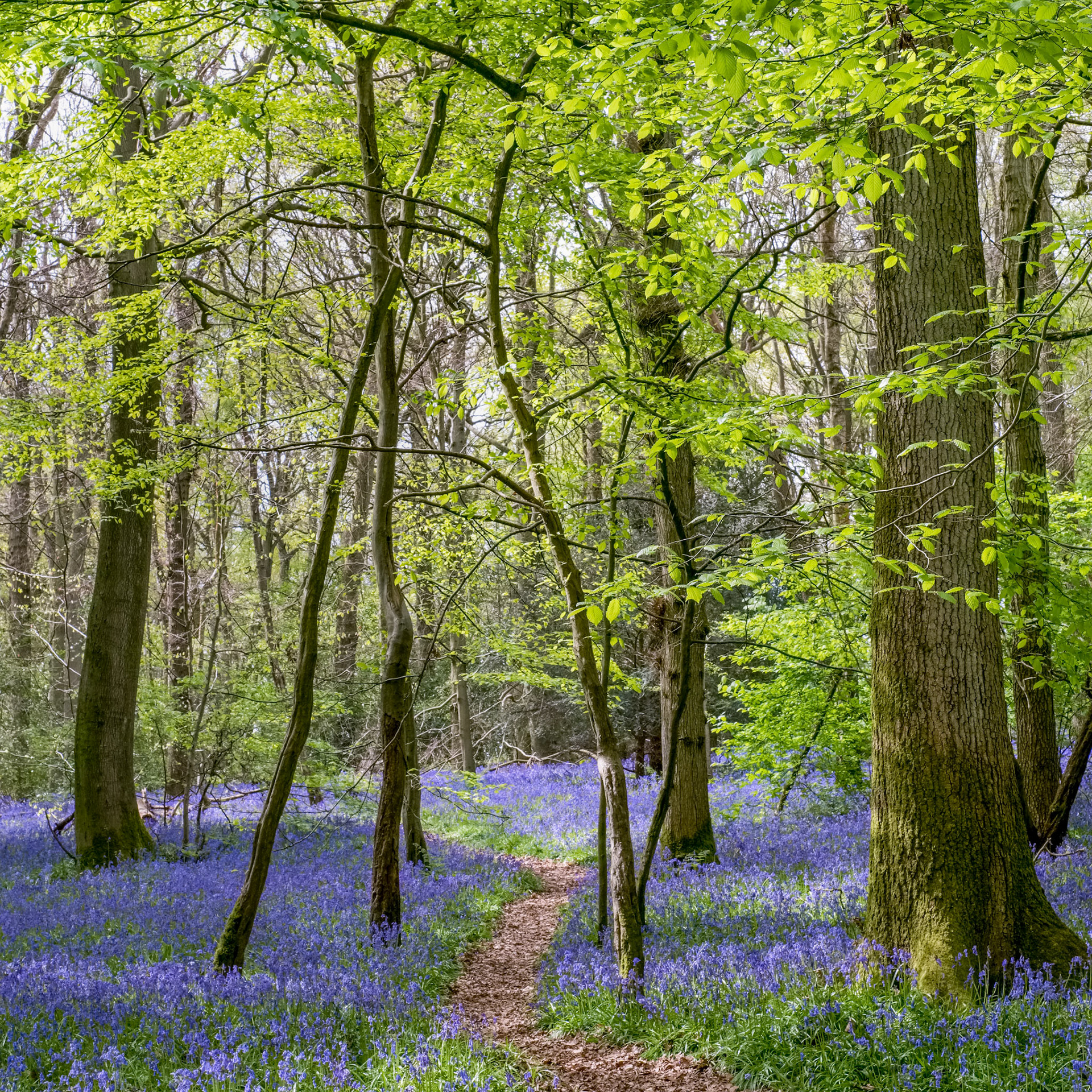 Bluebells in Staffhurst Woods near Oxted Surrey