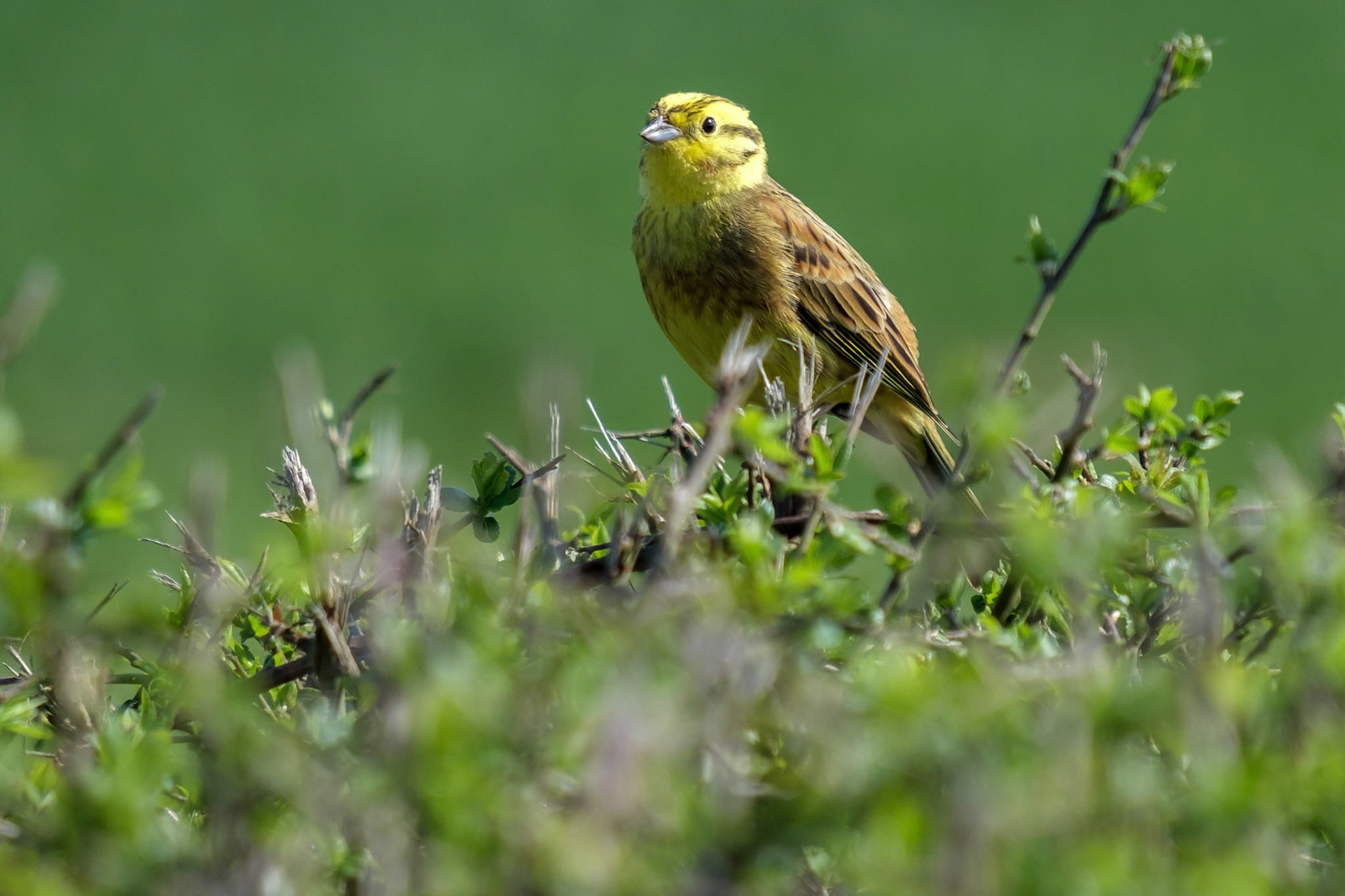 Yellowhammer (Emberiza citrinella)