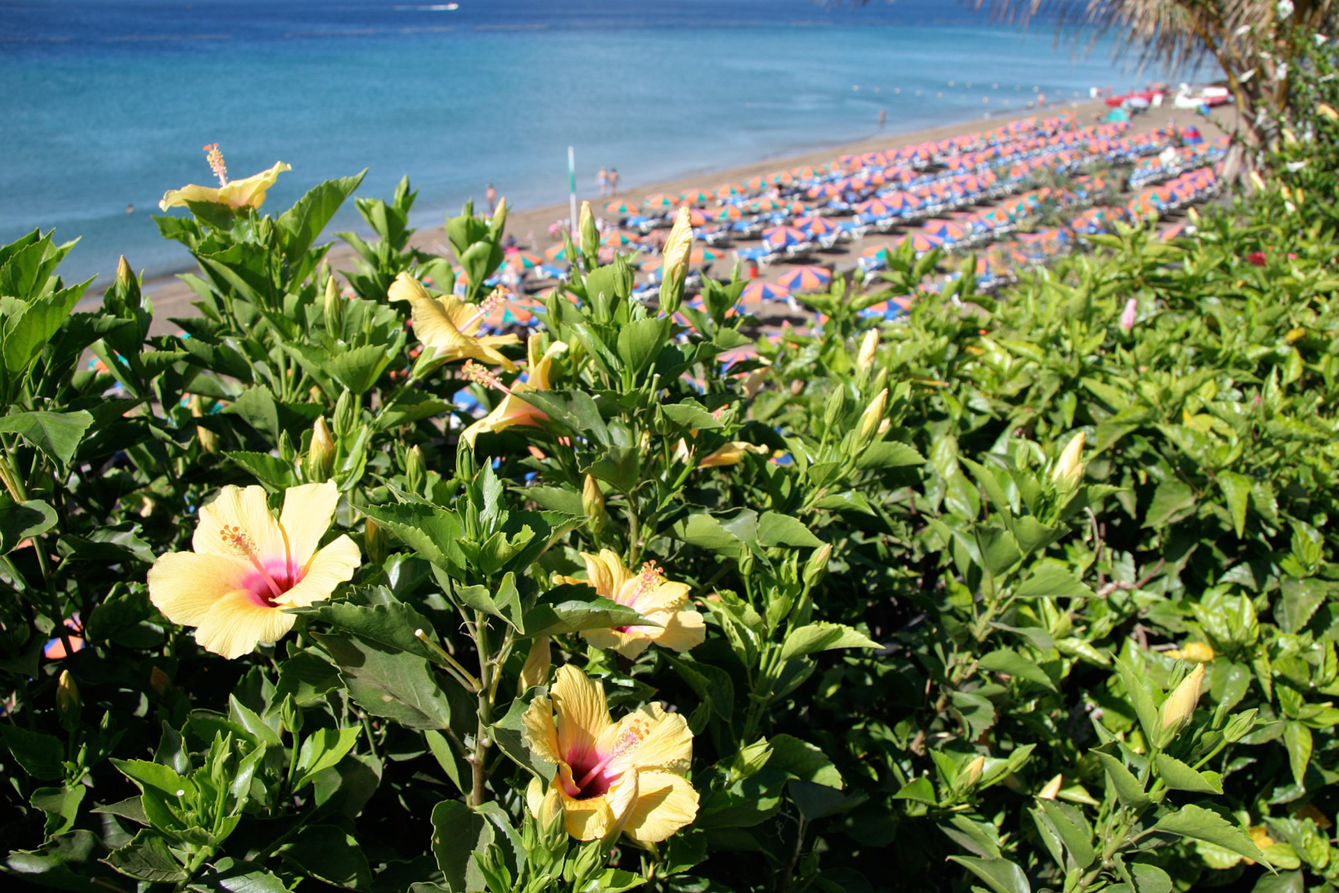 Yellow Hibiscus flowering near the beach in Lanzarote