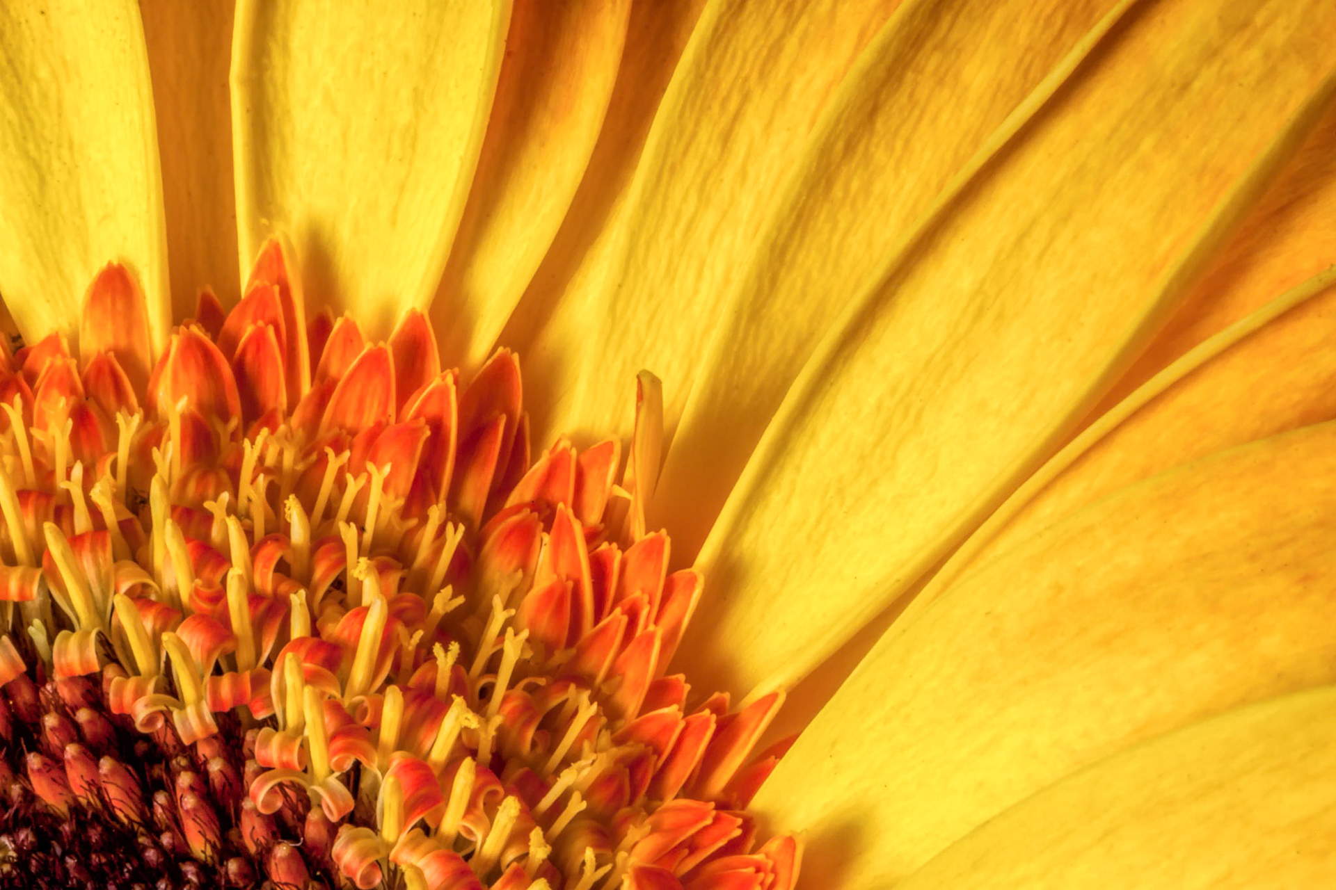 Golden Gerbera
