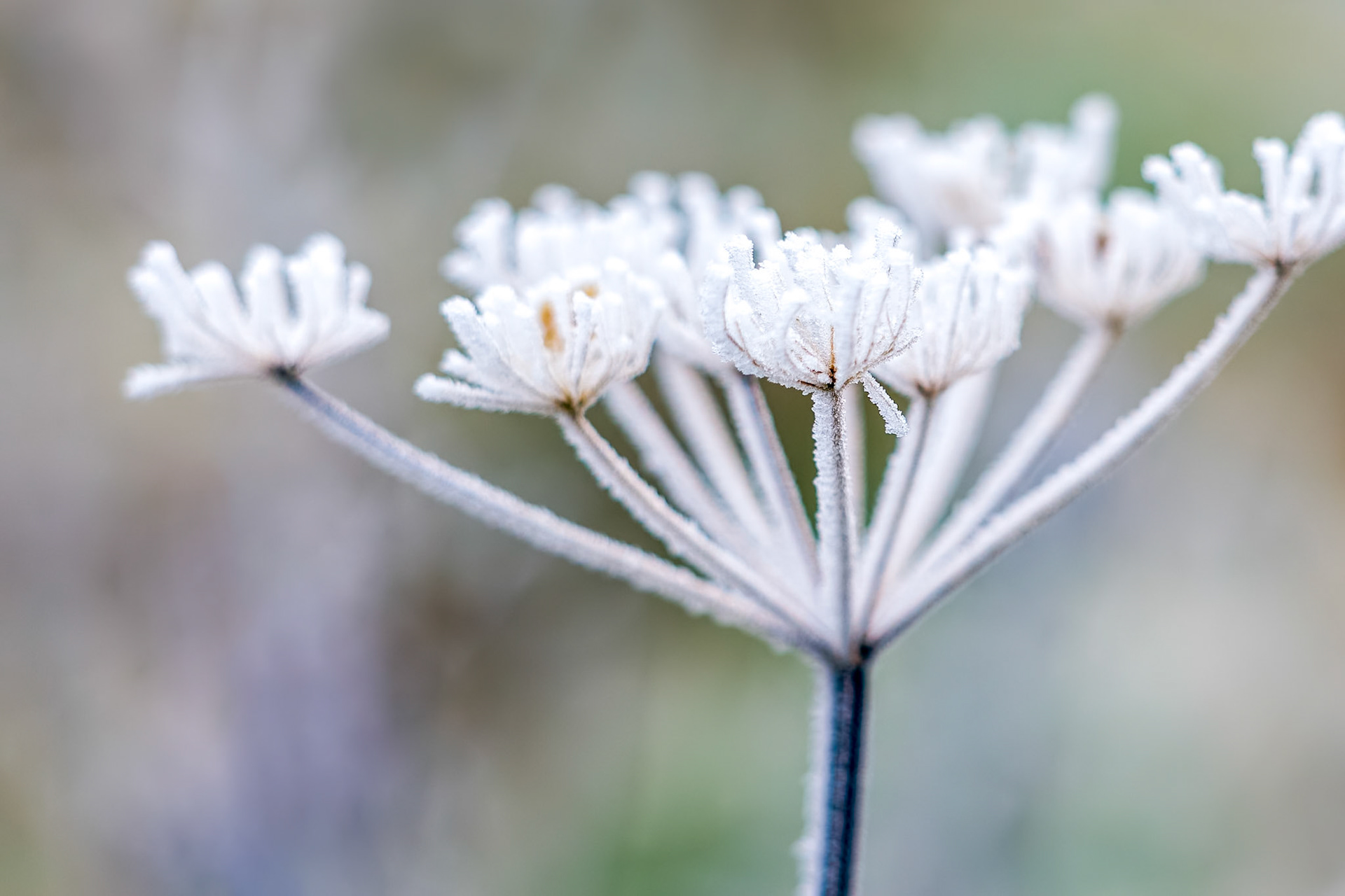 Dead Cow Parsley covered in hoar frost on a winters day
