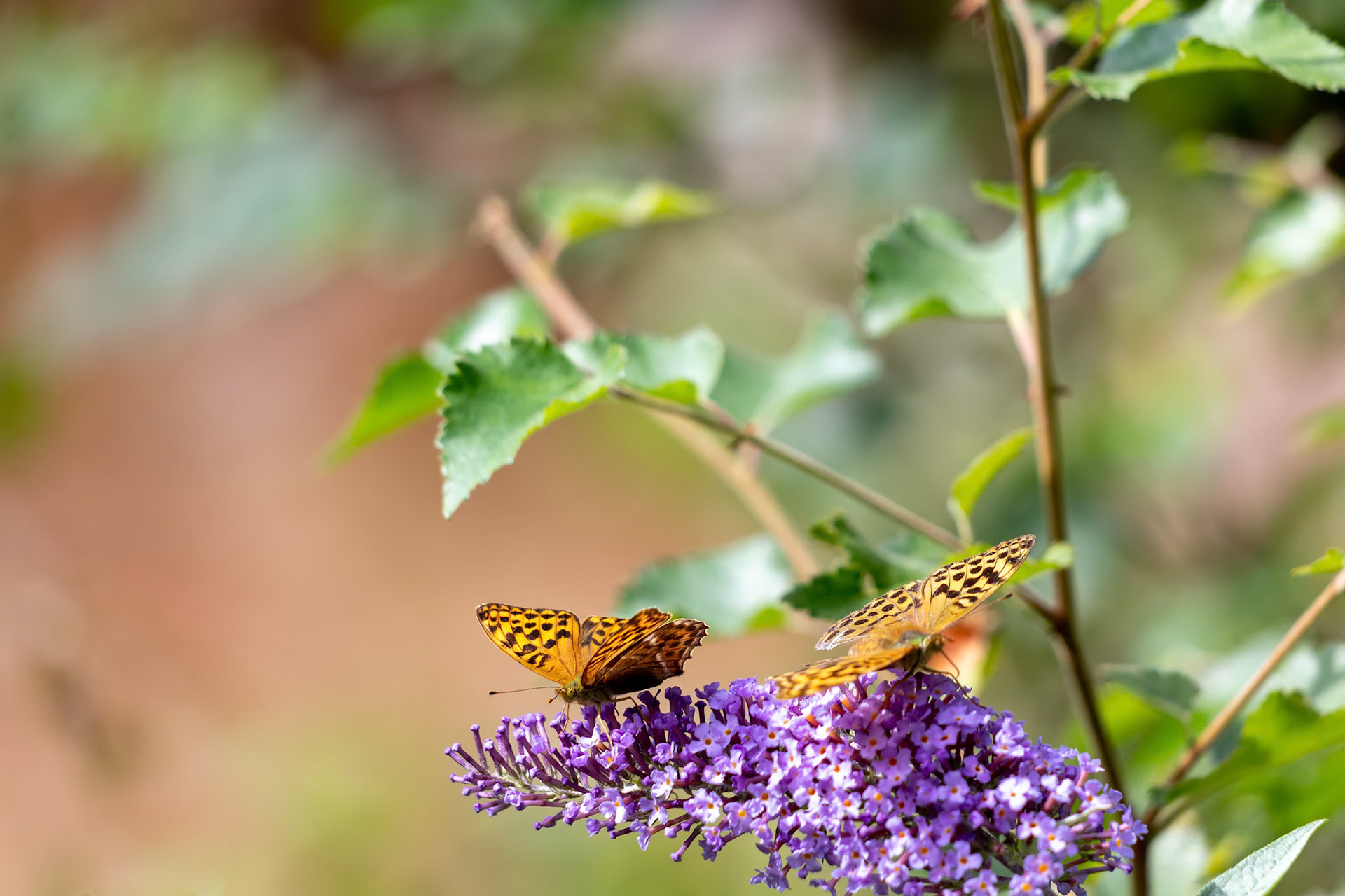Silver-washed Fritillary (Argynnis paphia) feeding on a Buddleia