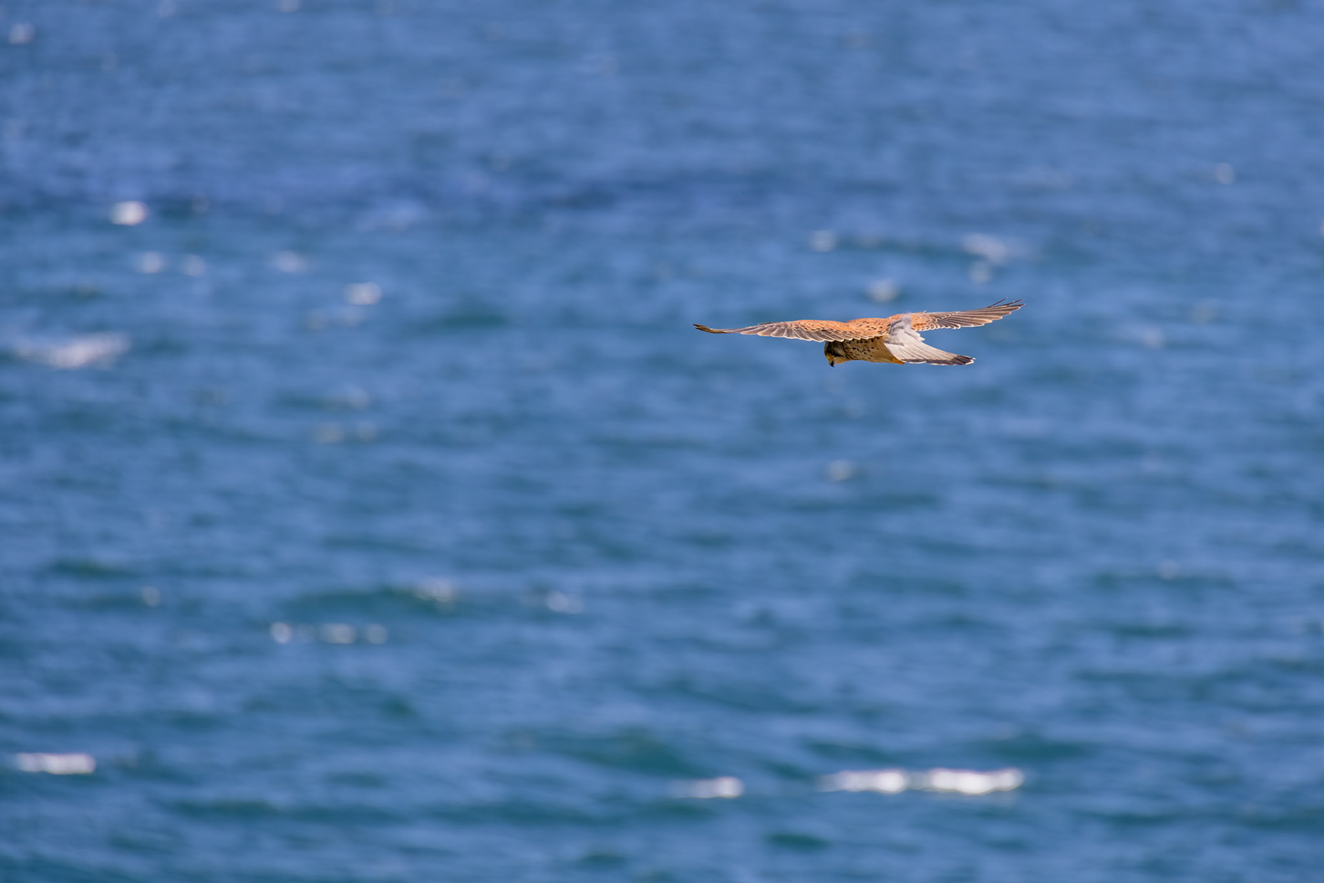 Kestrel (Falco tinnunculus) hovering over cliffs at Porthgwidden looking for prey