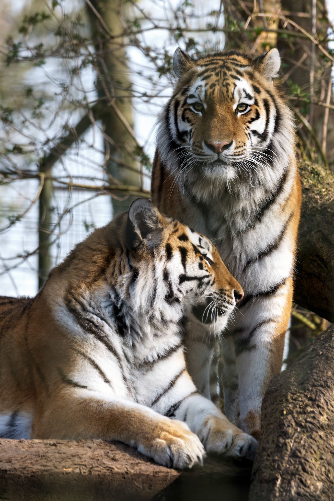 Siberian Tiger (Panthera tigris altaica)