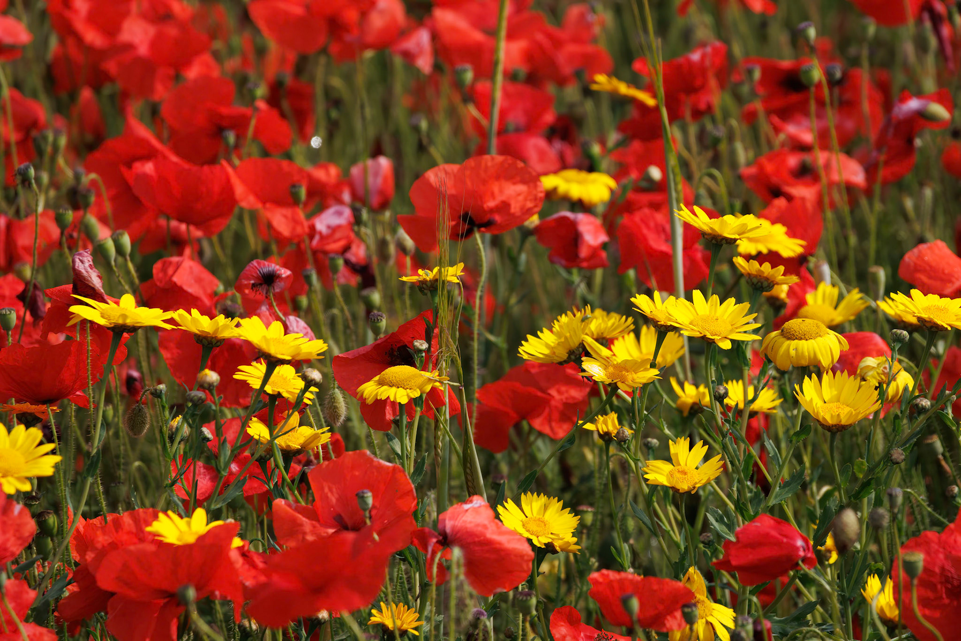 View of Poppies and Corn Marigolds in bloom in a field in West Pentire Cornwall
