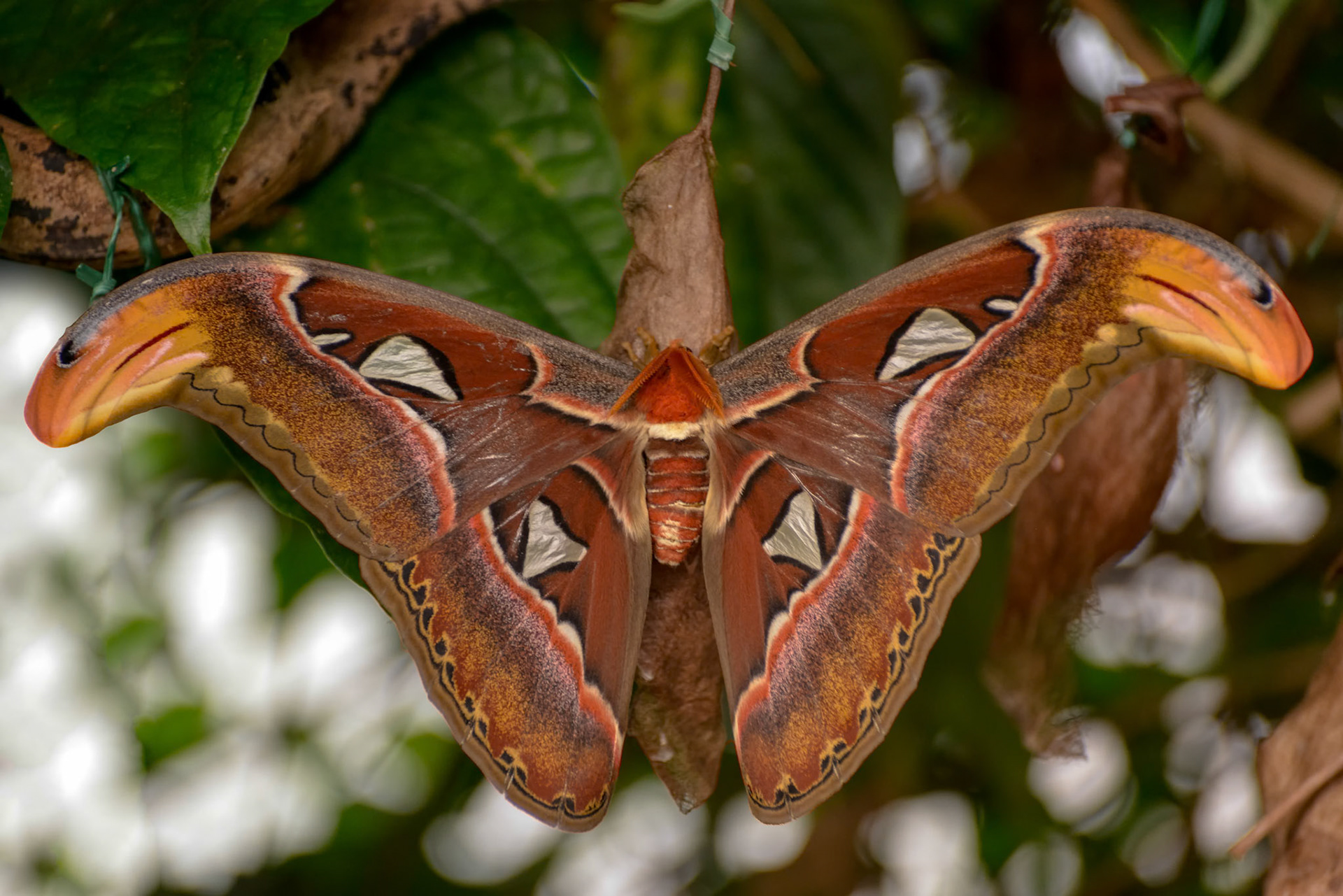 Atlas Moth (Attacus atlas)