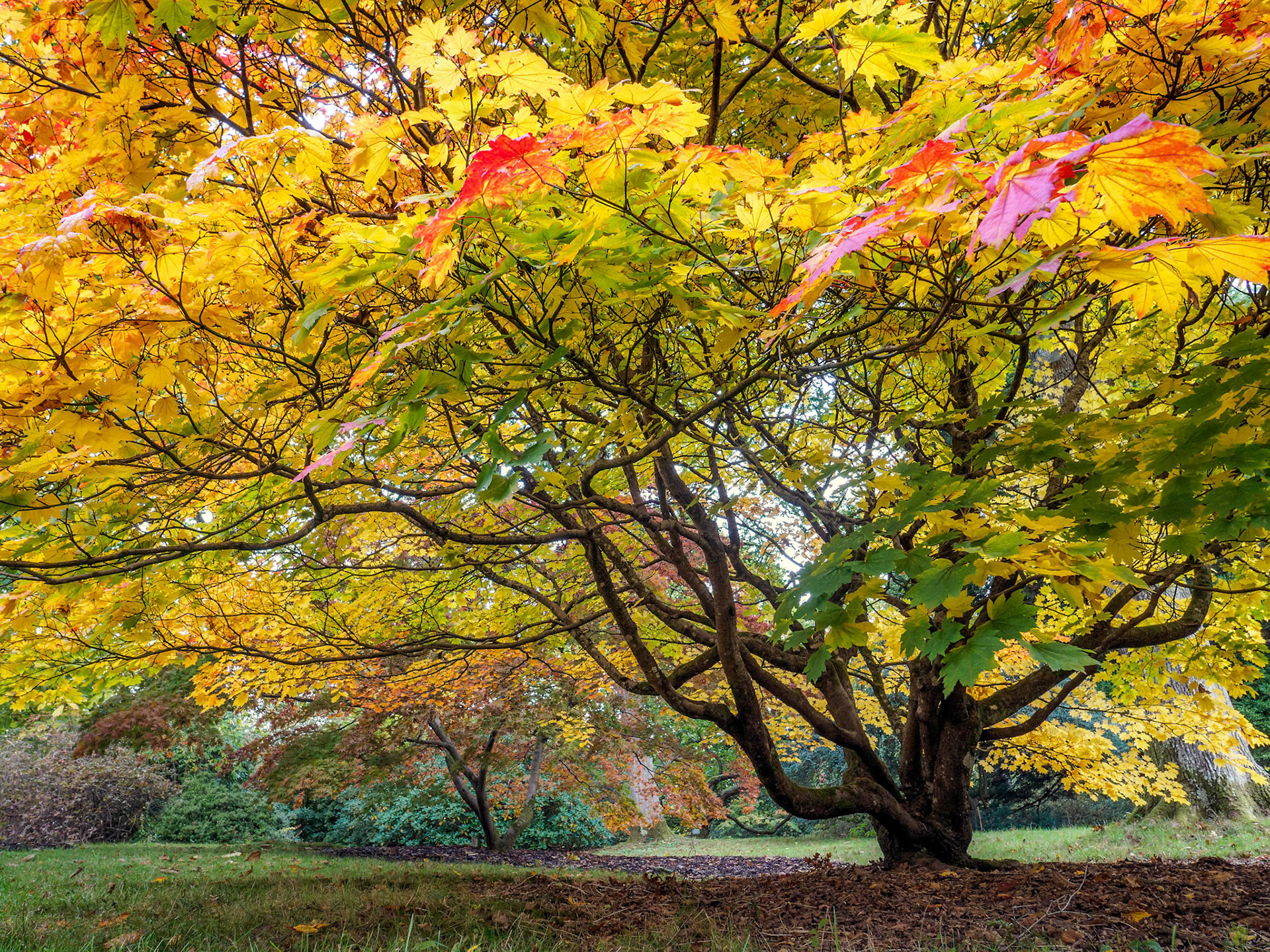 Acer Soccharinum Tree in Autumn