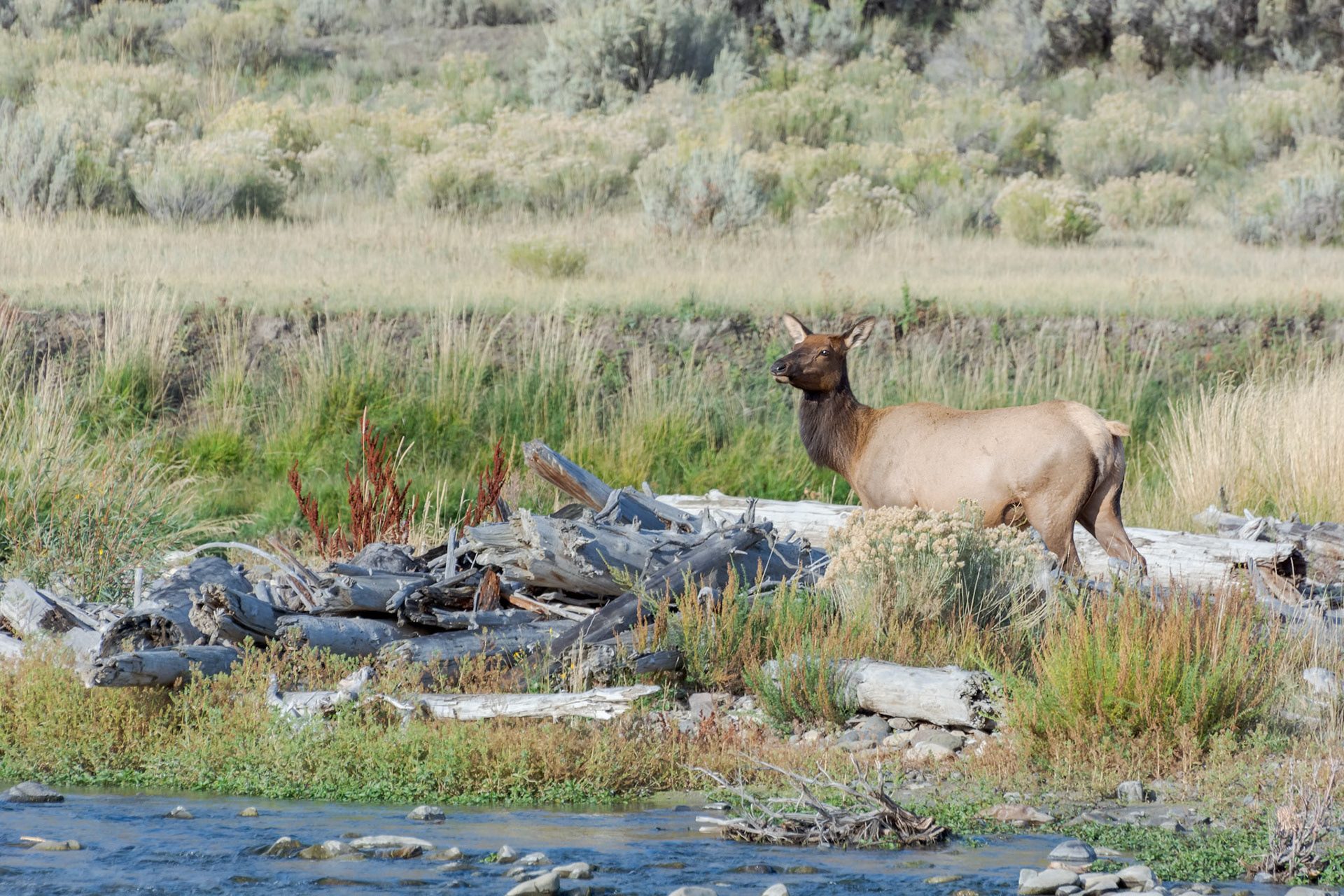 Elk or Wapiti, Cervus canadensis, at the edge of a river in Yellowstone