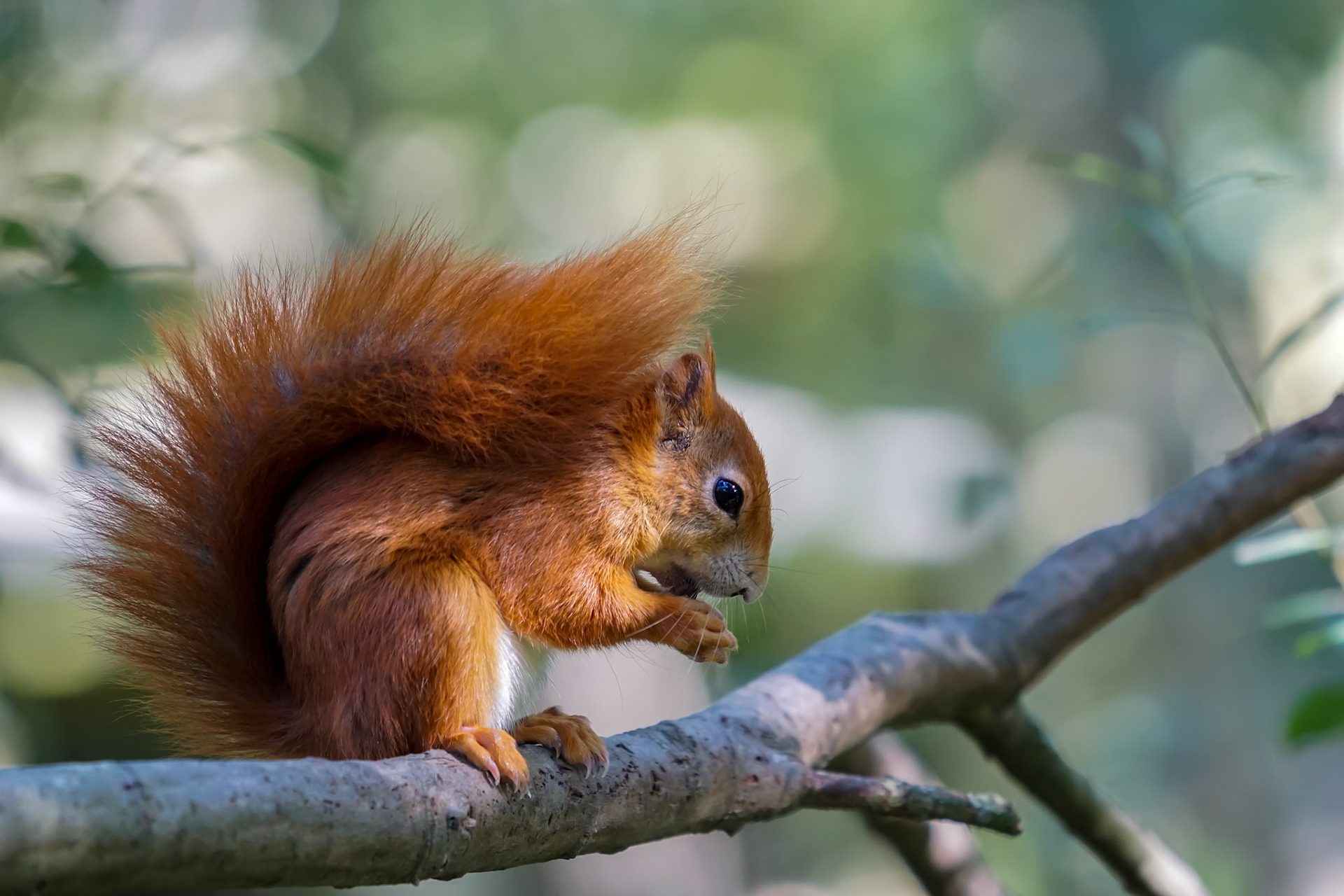 Eurasian Red Squirrel (Sciurus vulgaris)