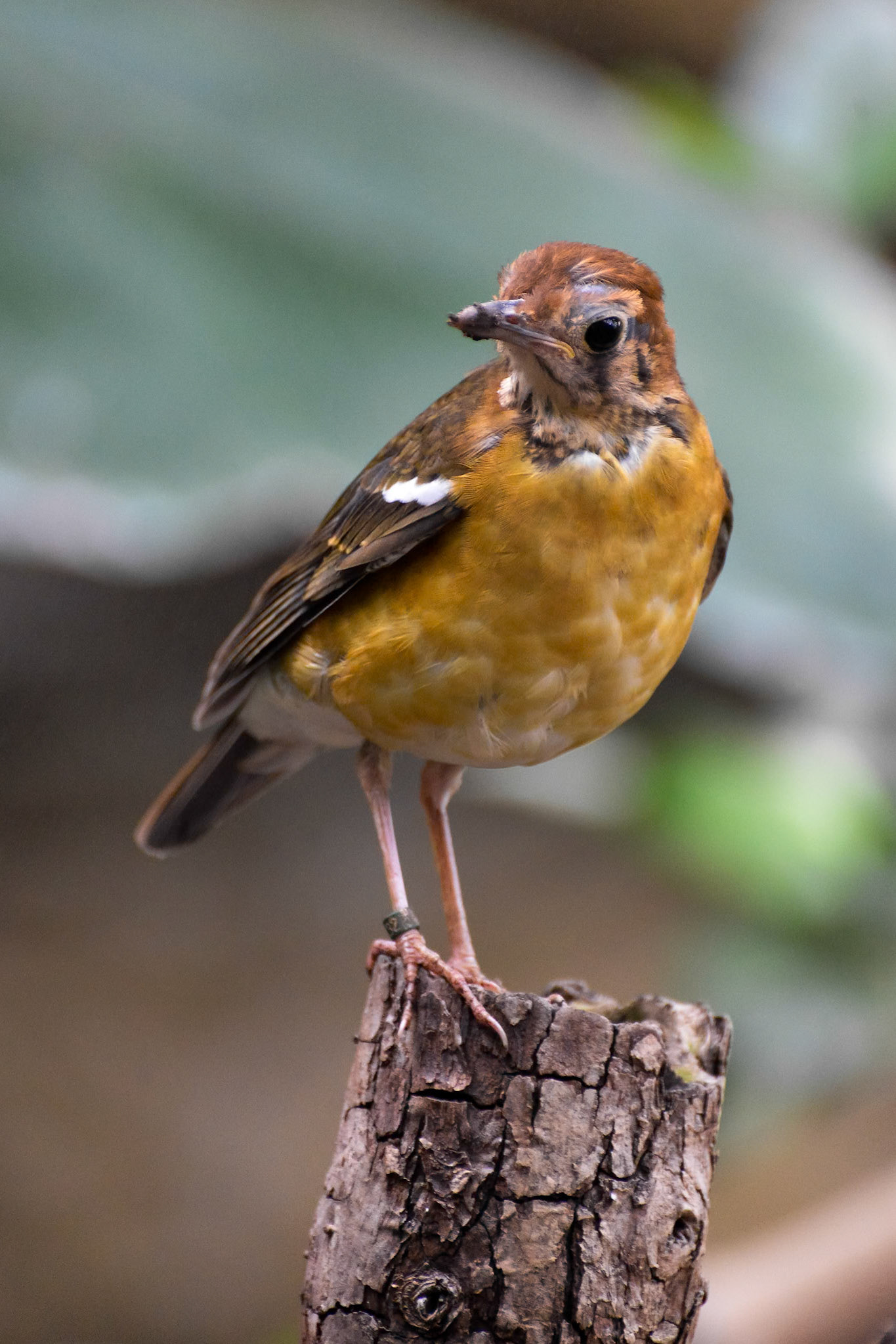 Orange-headed Thrush (Geokichla citrina syn. Zoothera citrina)