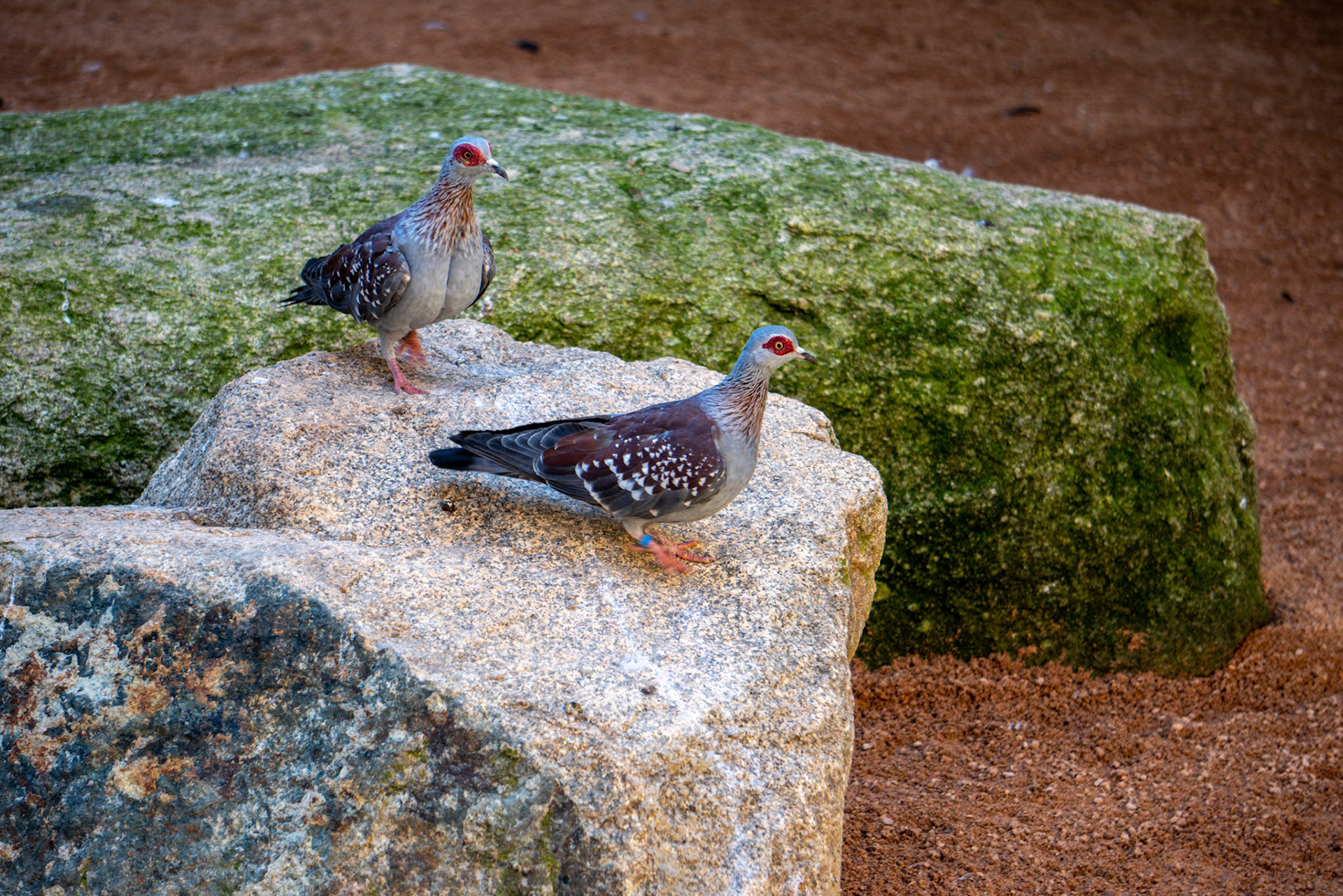 VALENCIA, SPAIN - FEBRUARY 26 : Speckled Pigeons at the Bioparc in Valencia Spain on February 26, 2019
