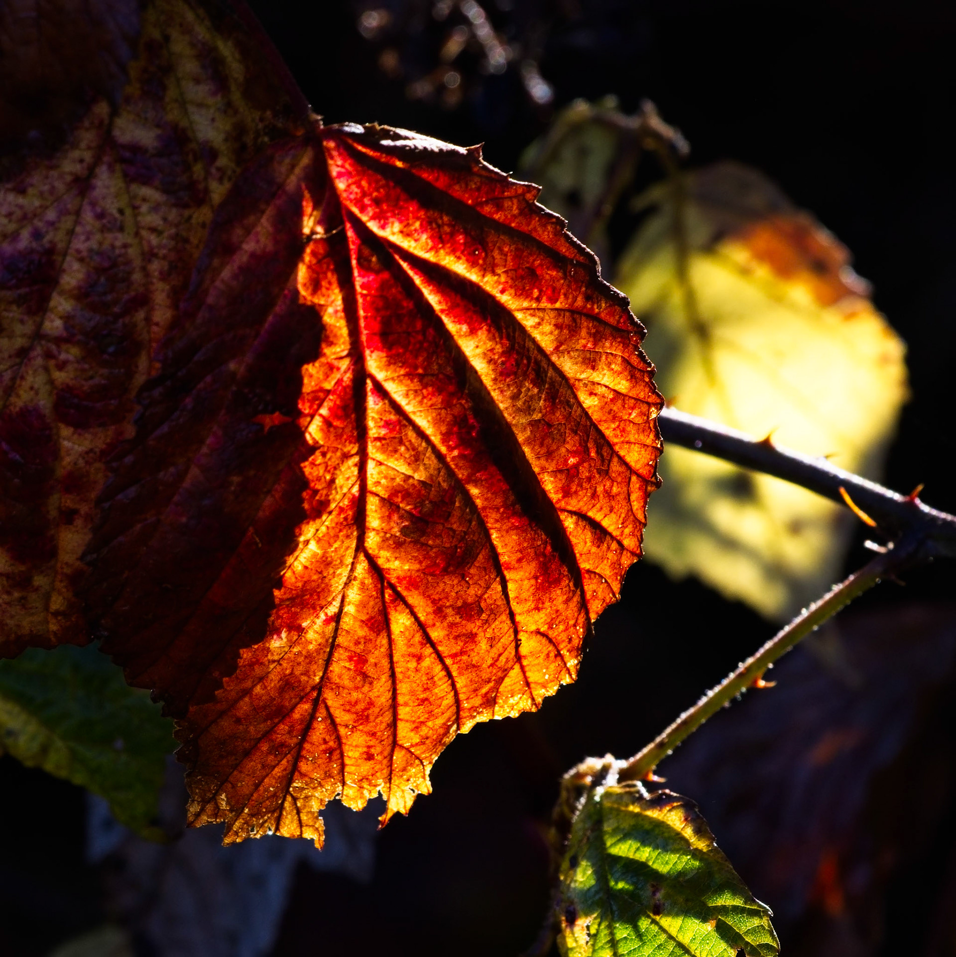 Close up of some Blackberry leaves backlit in the autumn sunshine