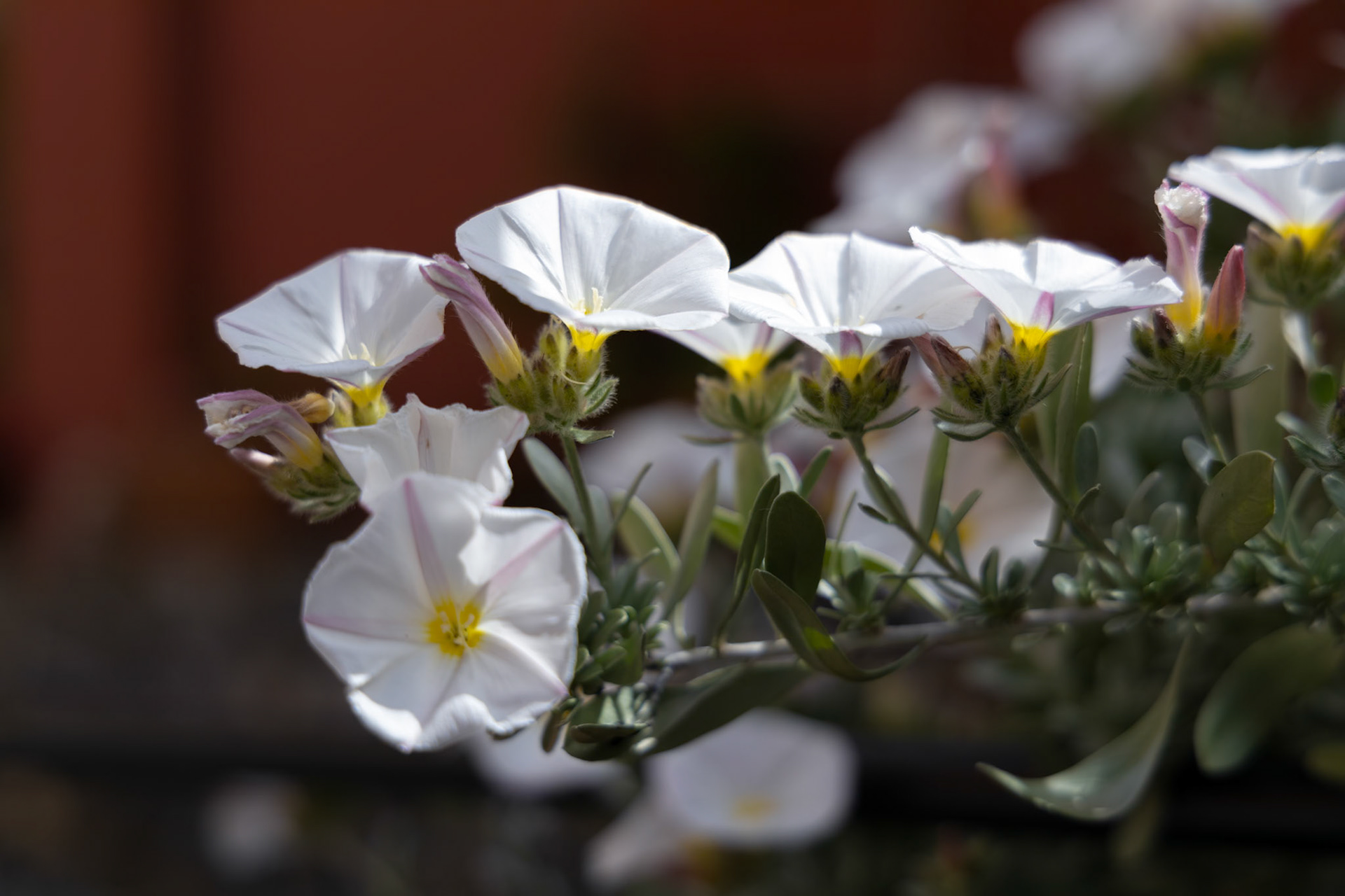 Convolvulus cneorum (Shrubby Bindweed) growing in Monterosso Liguria Italy