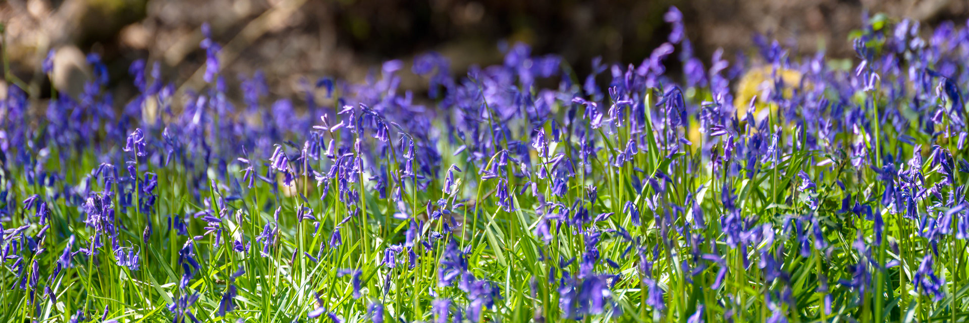 A swathe of Bluebells illuminated by spring sunshine