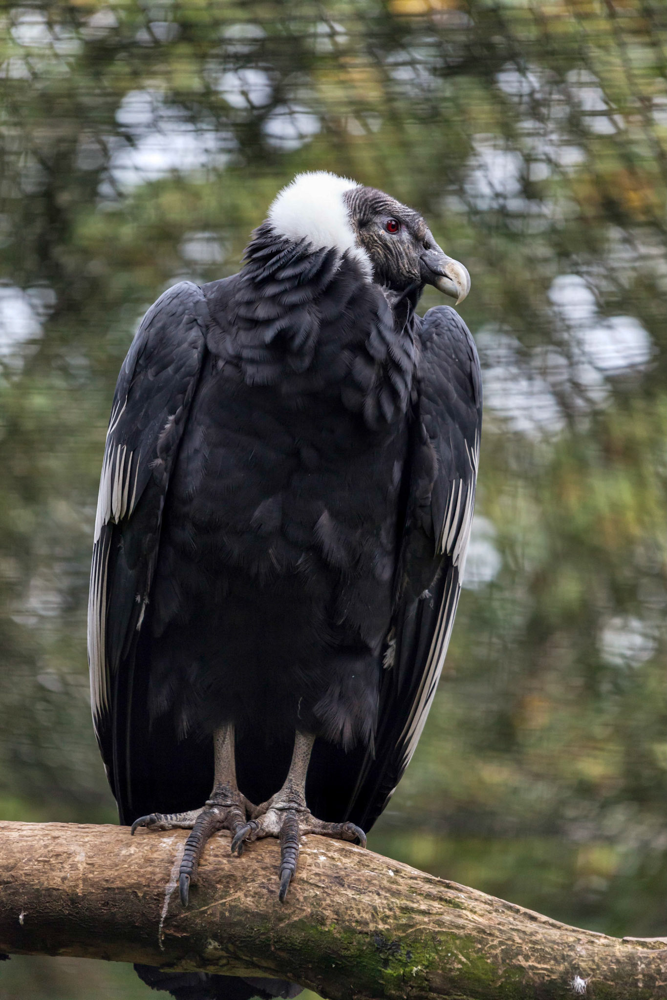 Andean Condor (Vultur gryphus)