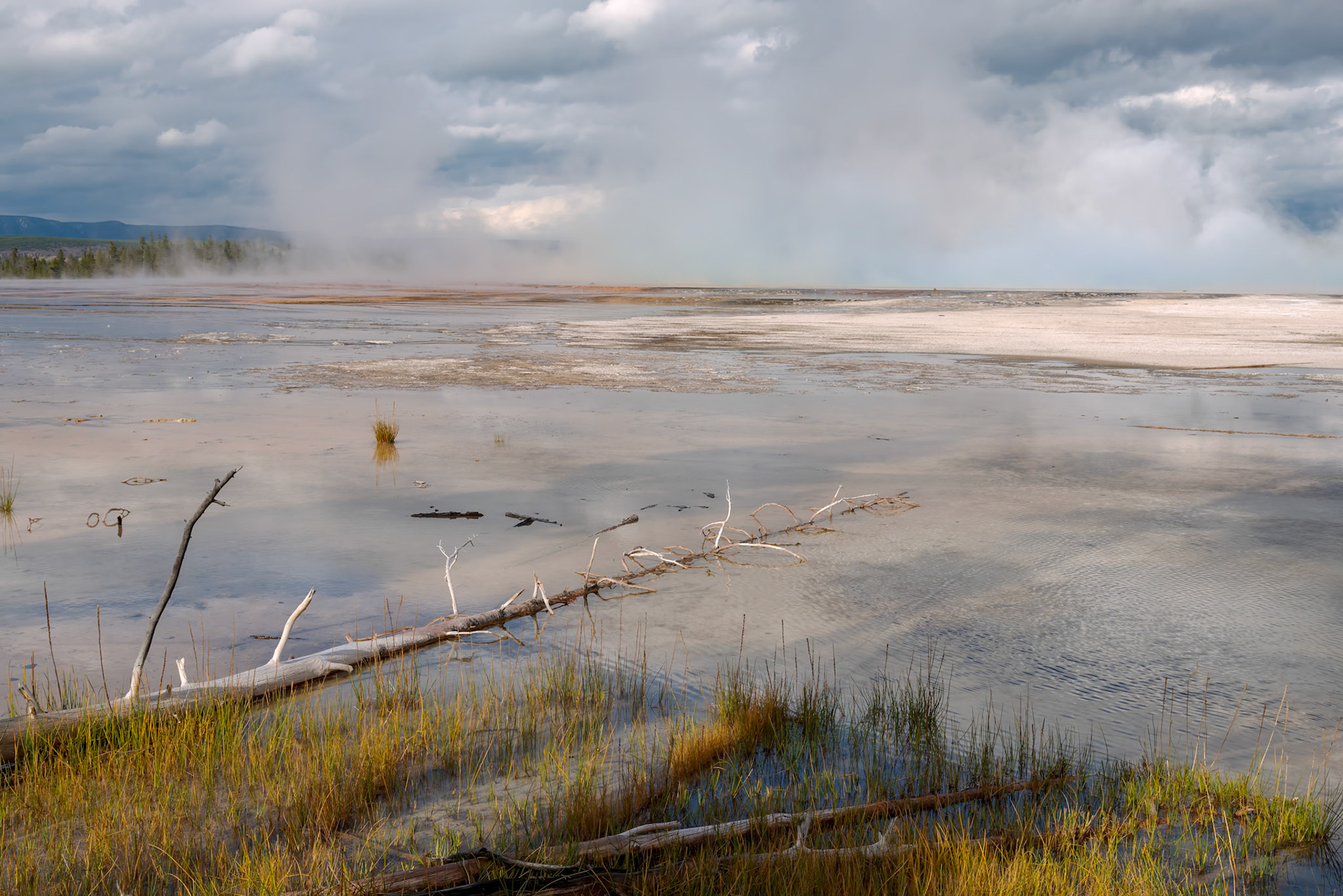 Dead trees in the Grand Prismatic Spring in Yellowstone