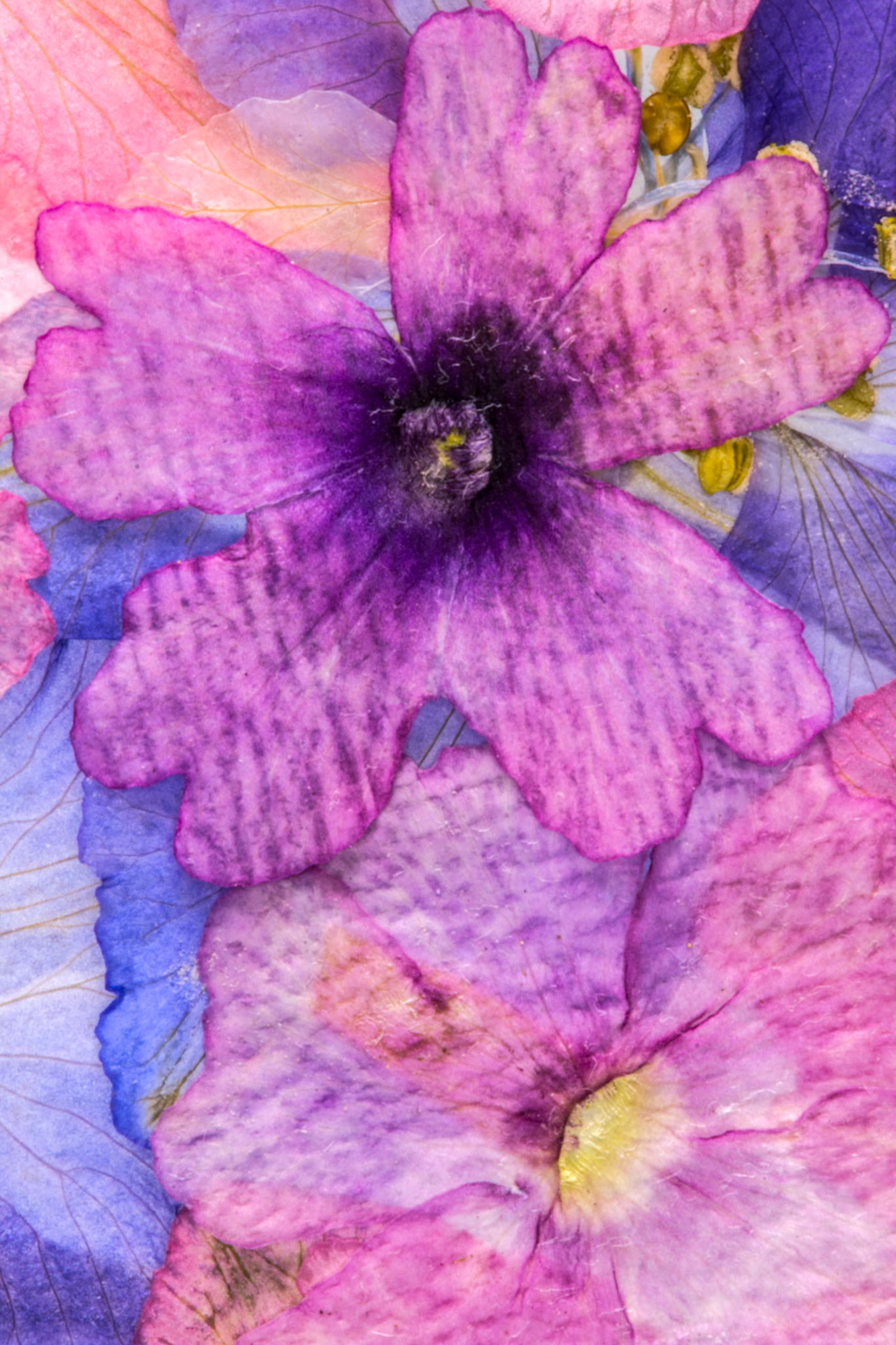 Pressed Flowers Abstract