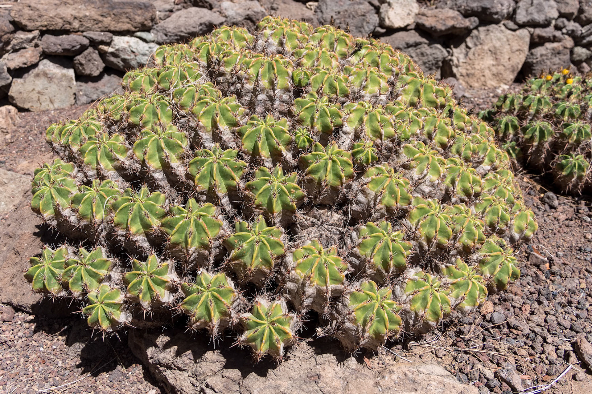 LOS PALMITOS, GRAN CANARIA, SPAIN - MARCH 8 : Cactus growing in Los Palmitos, Gran Canaria, Spain on March 8, 2022