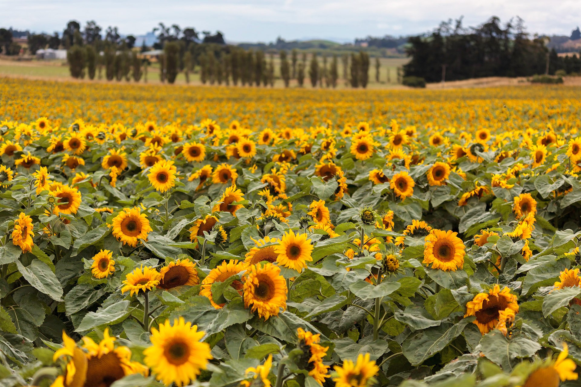 A field full of Sunflowers (Helianthus annuus) in New Zealand