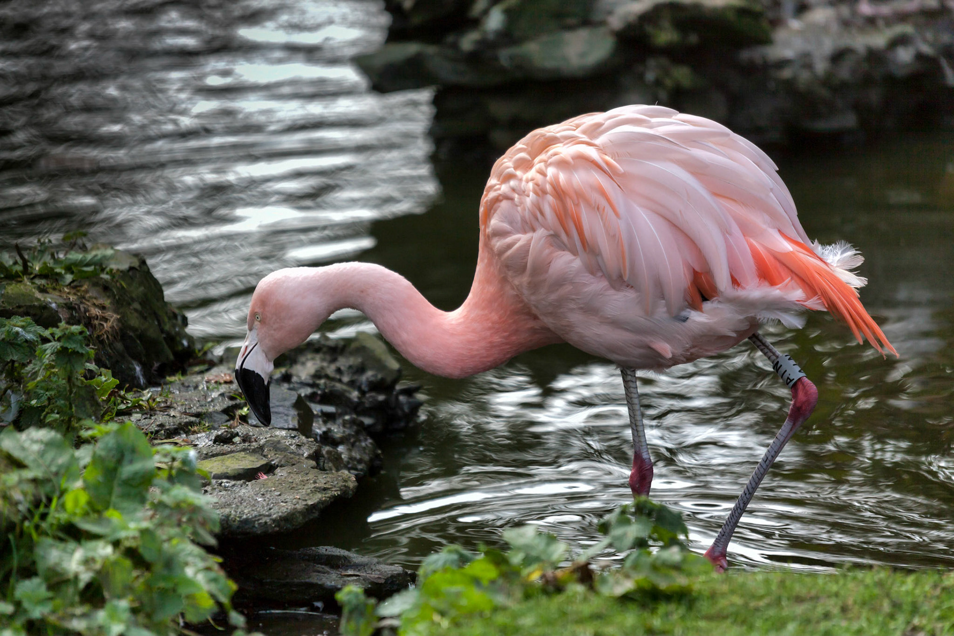 Chilean Flamingo (Phoenicopterus chilensis)