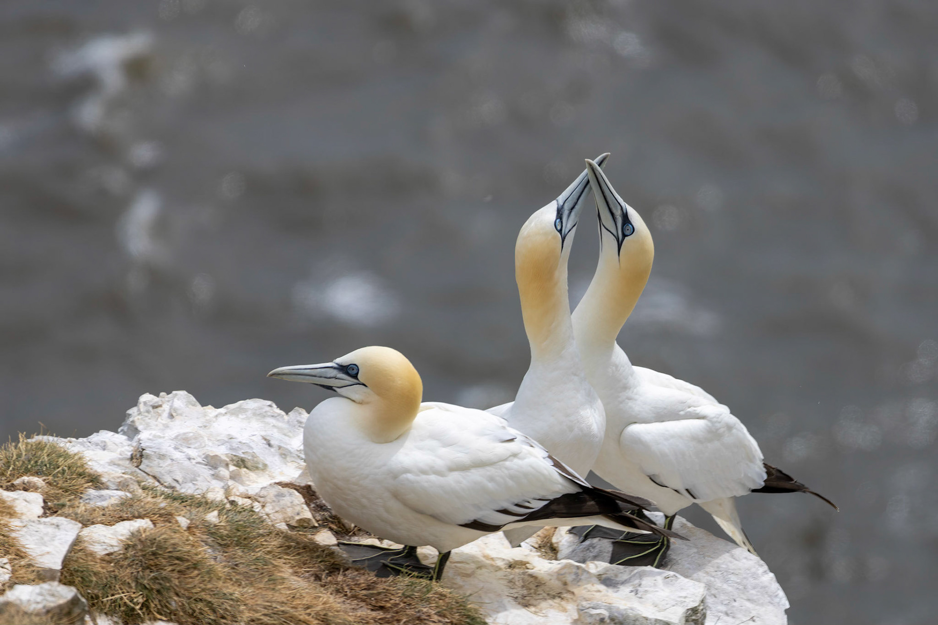 Gannets, Morus bassanus, at Bempton Cliffs in Yorkshire