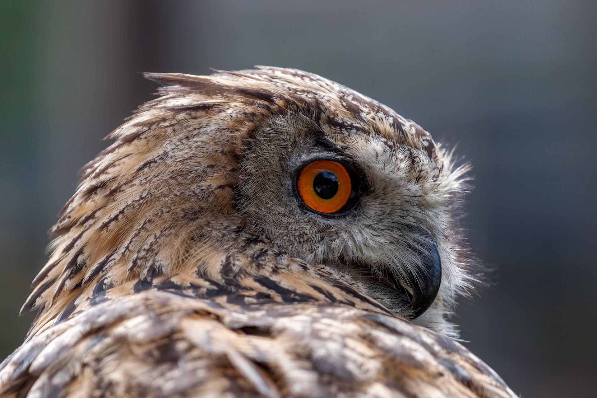 Portrait of a Eurasian Eagle-Owl (Bubo bubo)
