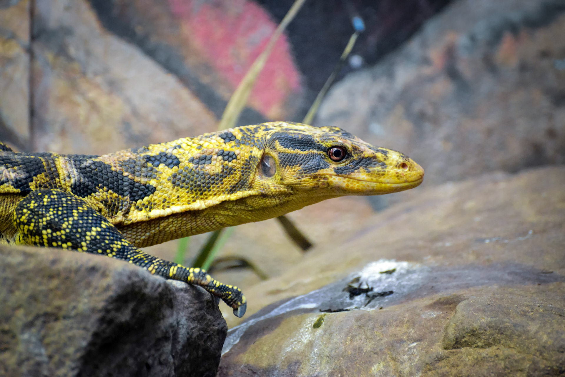 Philippine Water Monitor (Varanus cumingi)