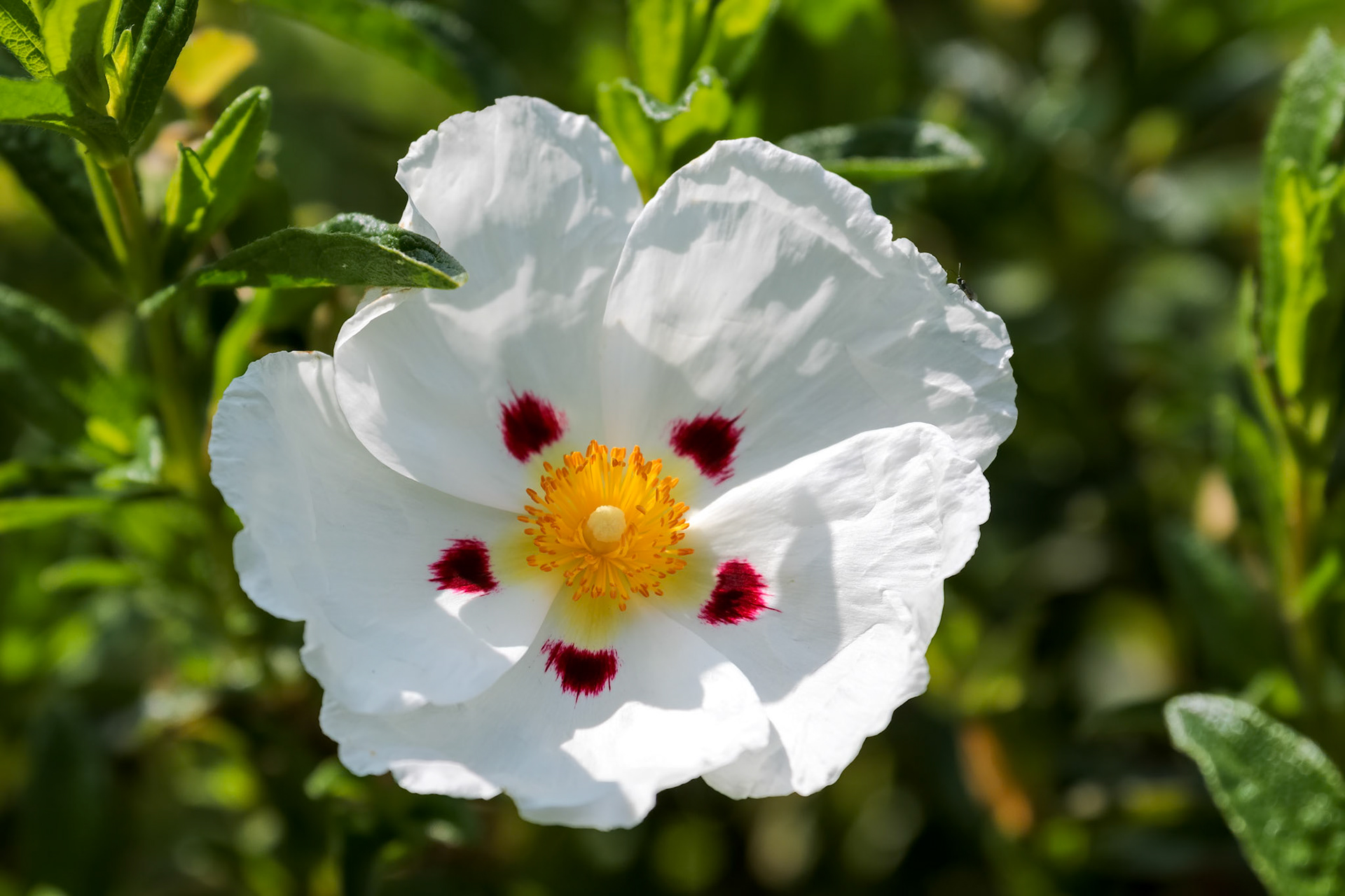 Sunlit Cistus (Lucitanica Decumbens) flowering in an English garden