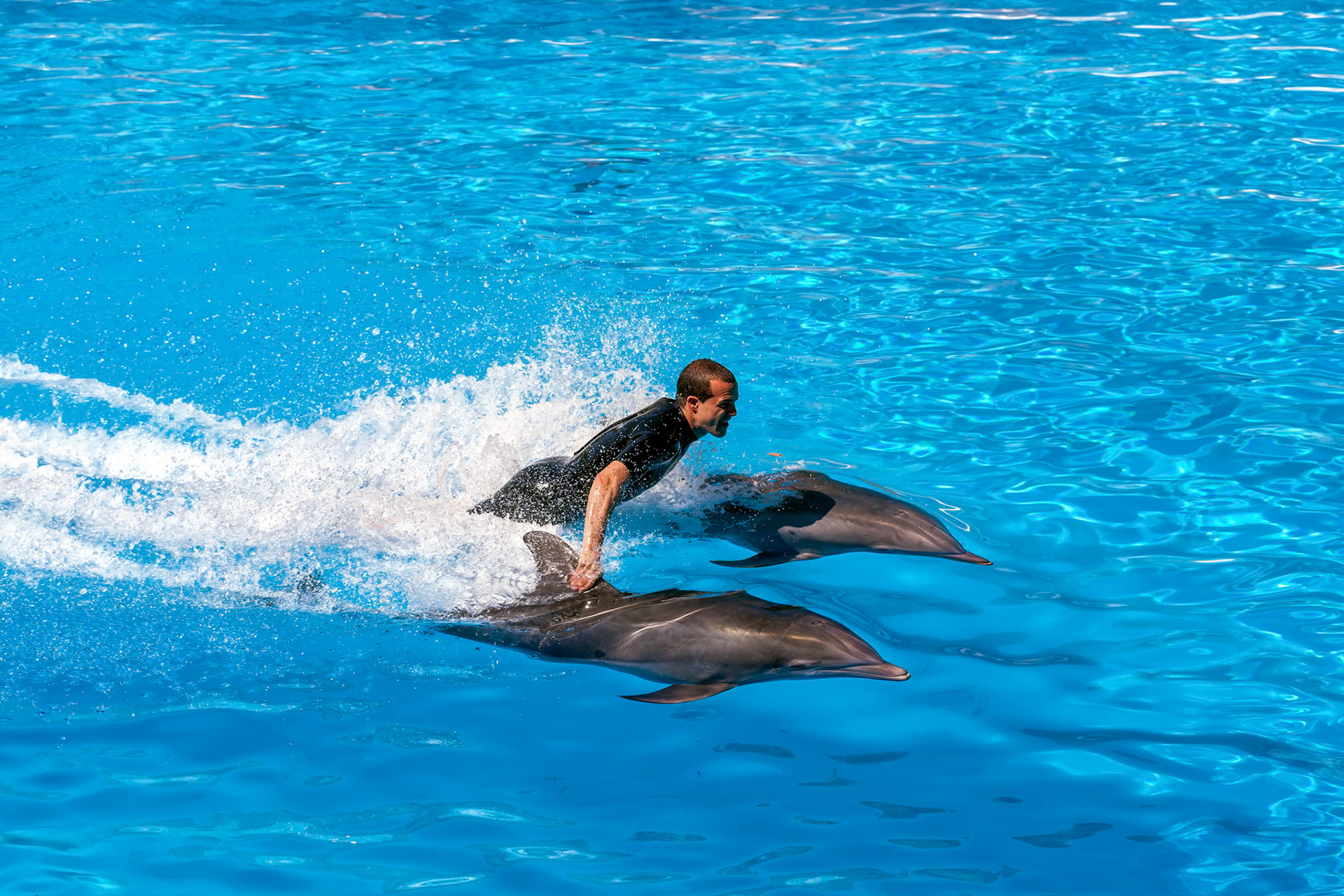 Dolphin Show