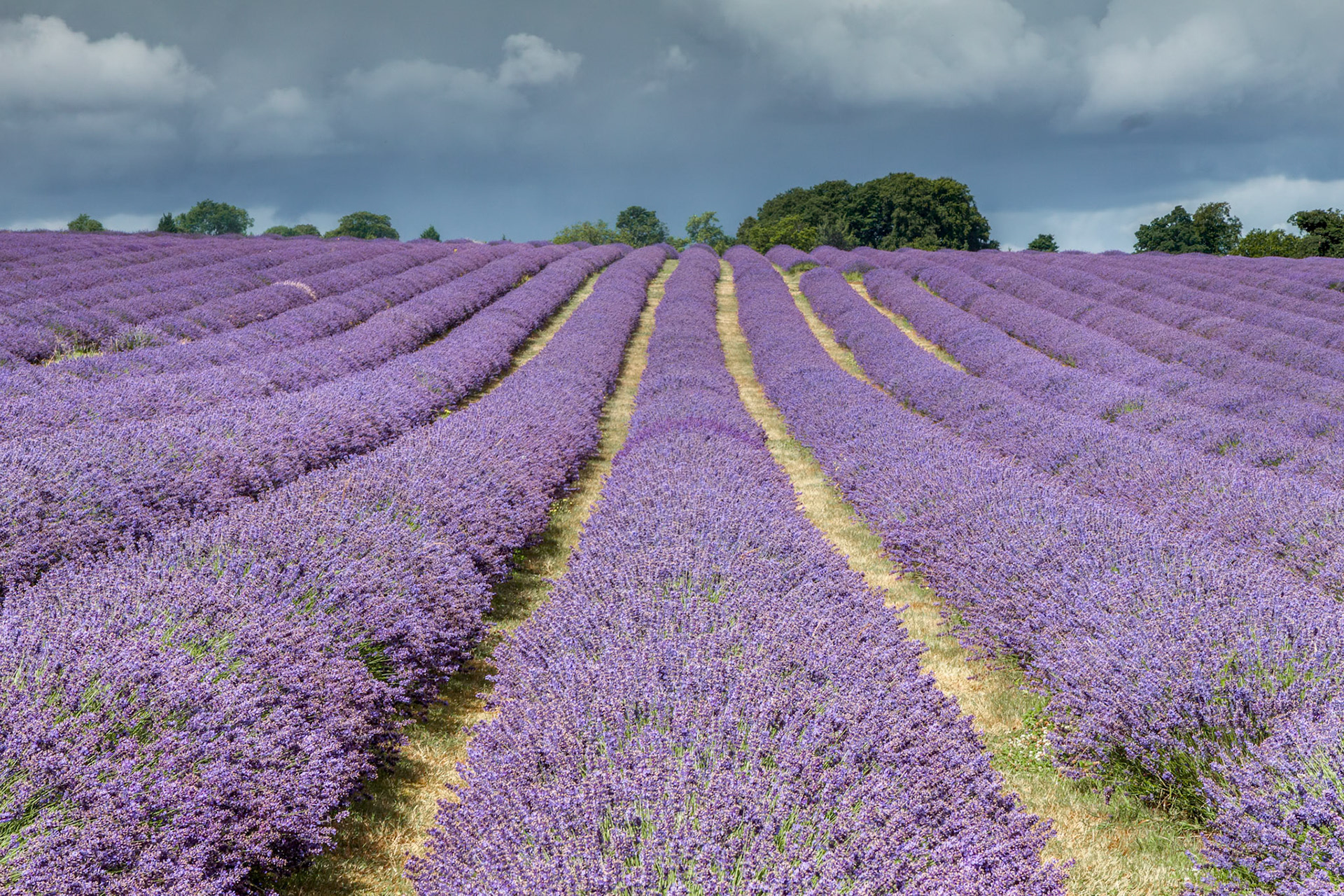 Lavender Field in Banstead Surrey