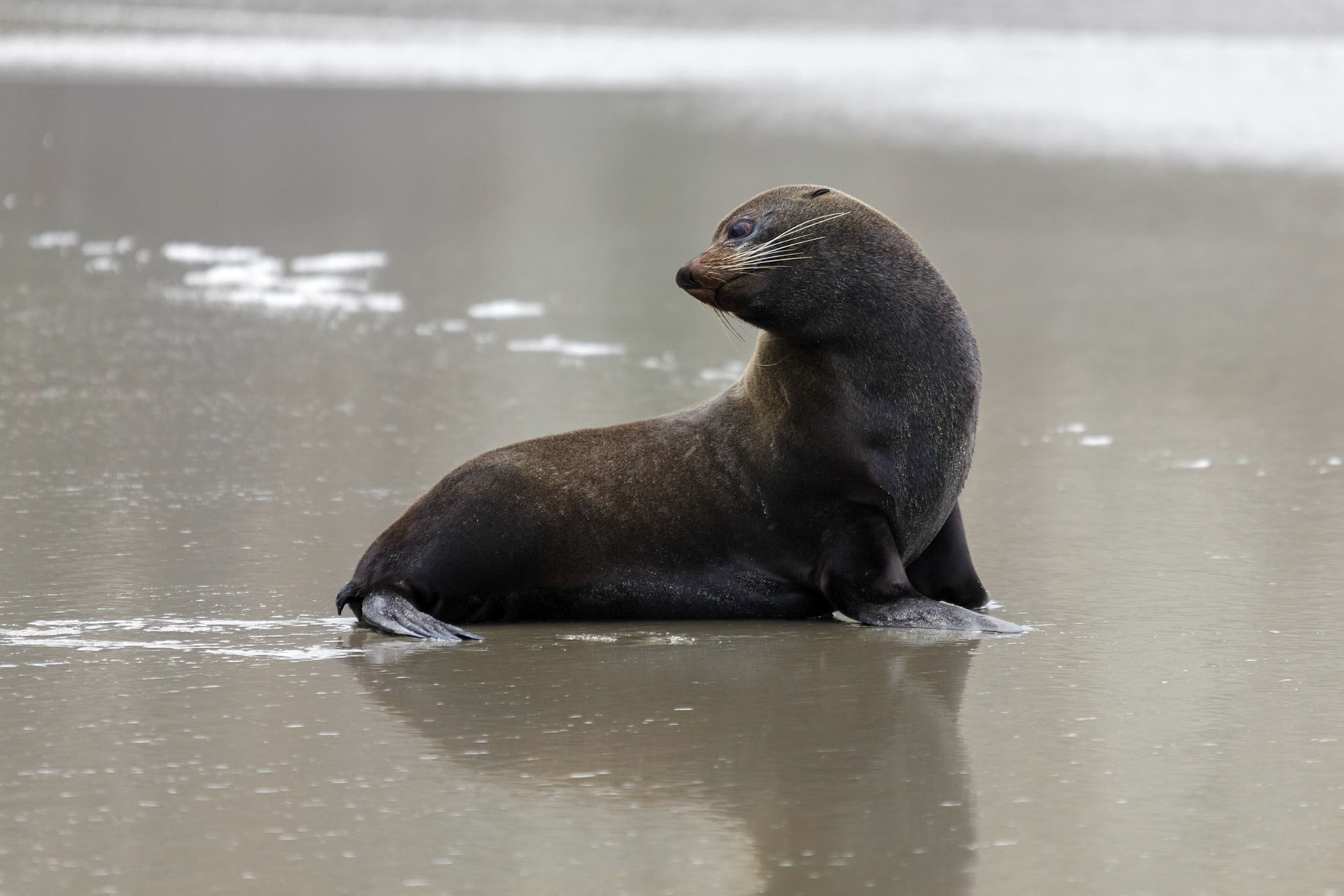 New Zealand Fur Seal (Arctocephalus forsteri)
