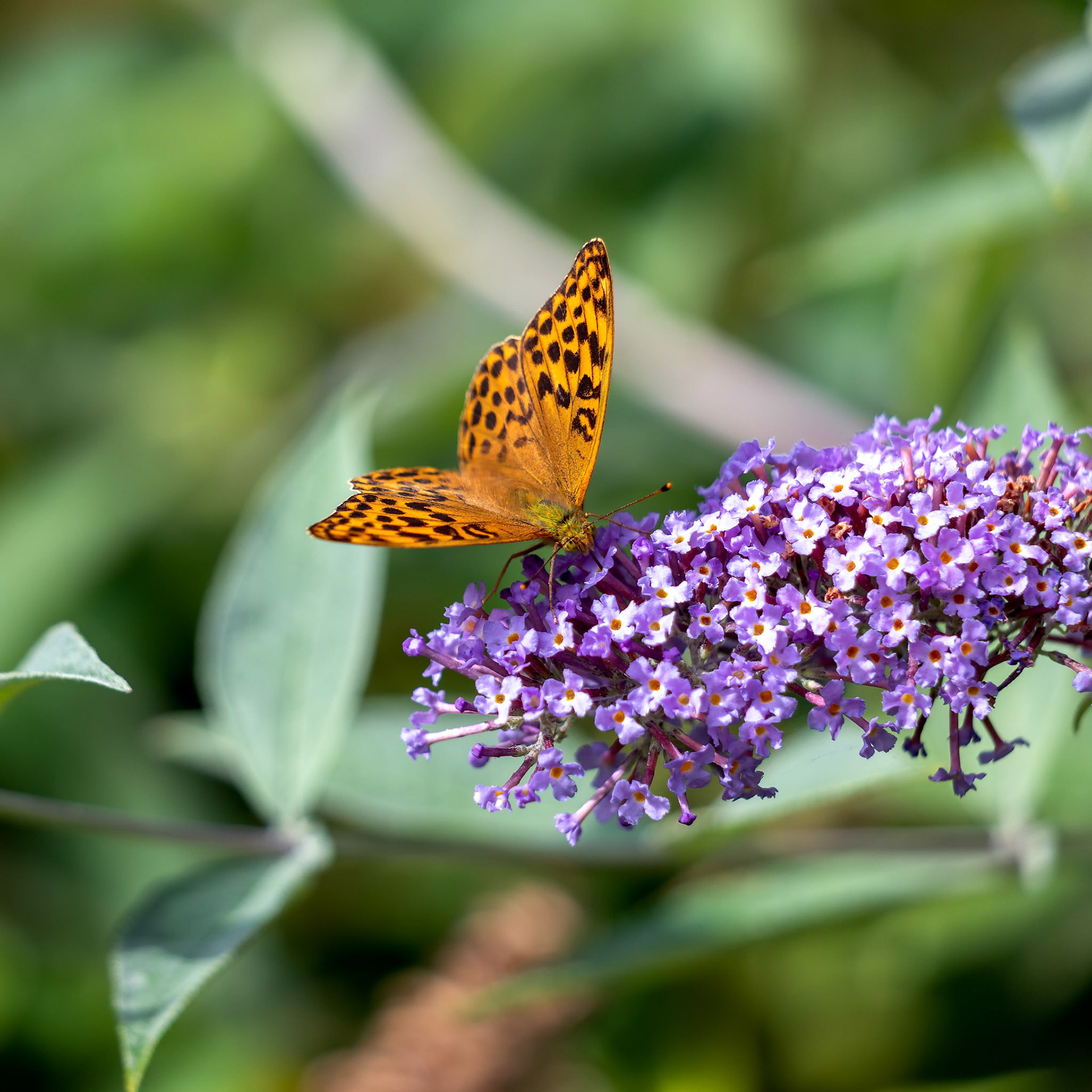 Silver-washed Fritillary (Argynnis paphia) feeding on a Buddleia