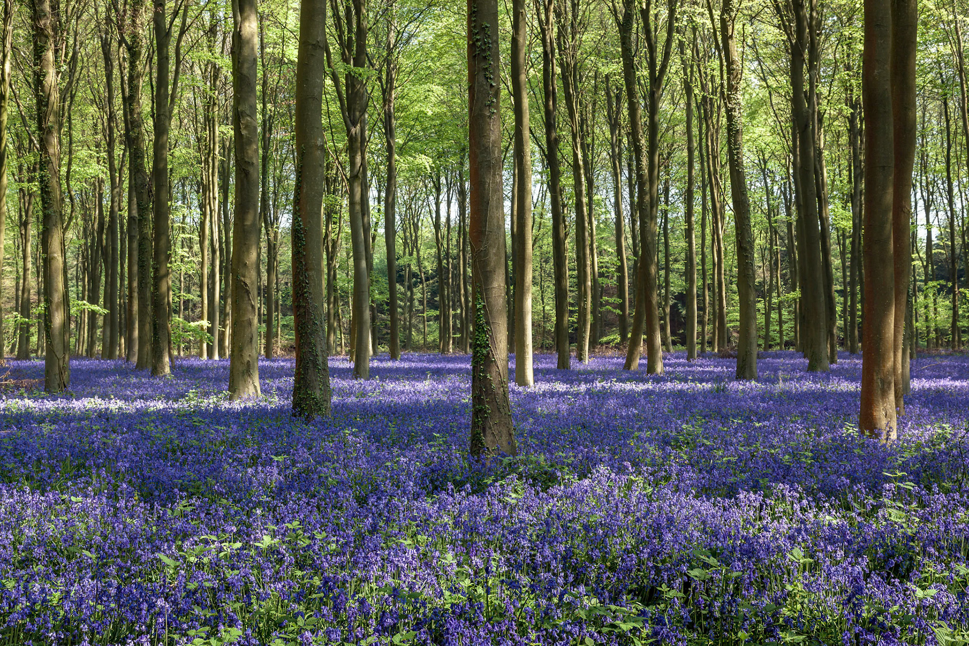 Bluebells in Wepham Woods