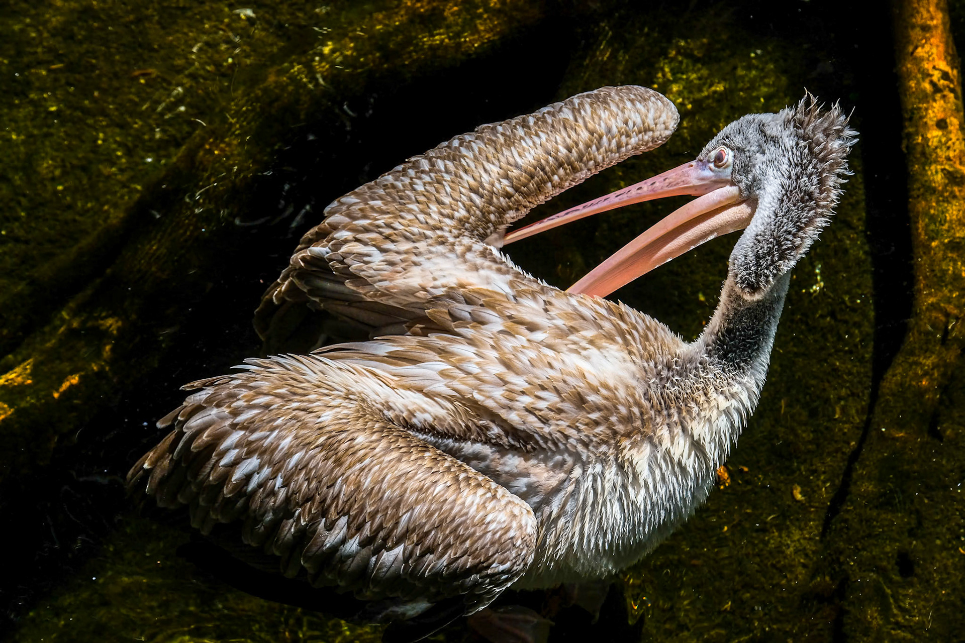FUENGIROLA, ANDALUCIA/SPAIN - JULY 4 : Spot-Billed Pelican (Pelecanus philippensis) at the Bioparc Fuengirola Costa del Sol Spain on July 4, 2017