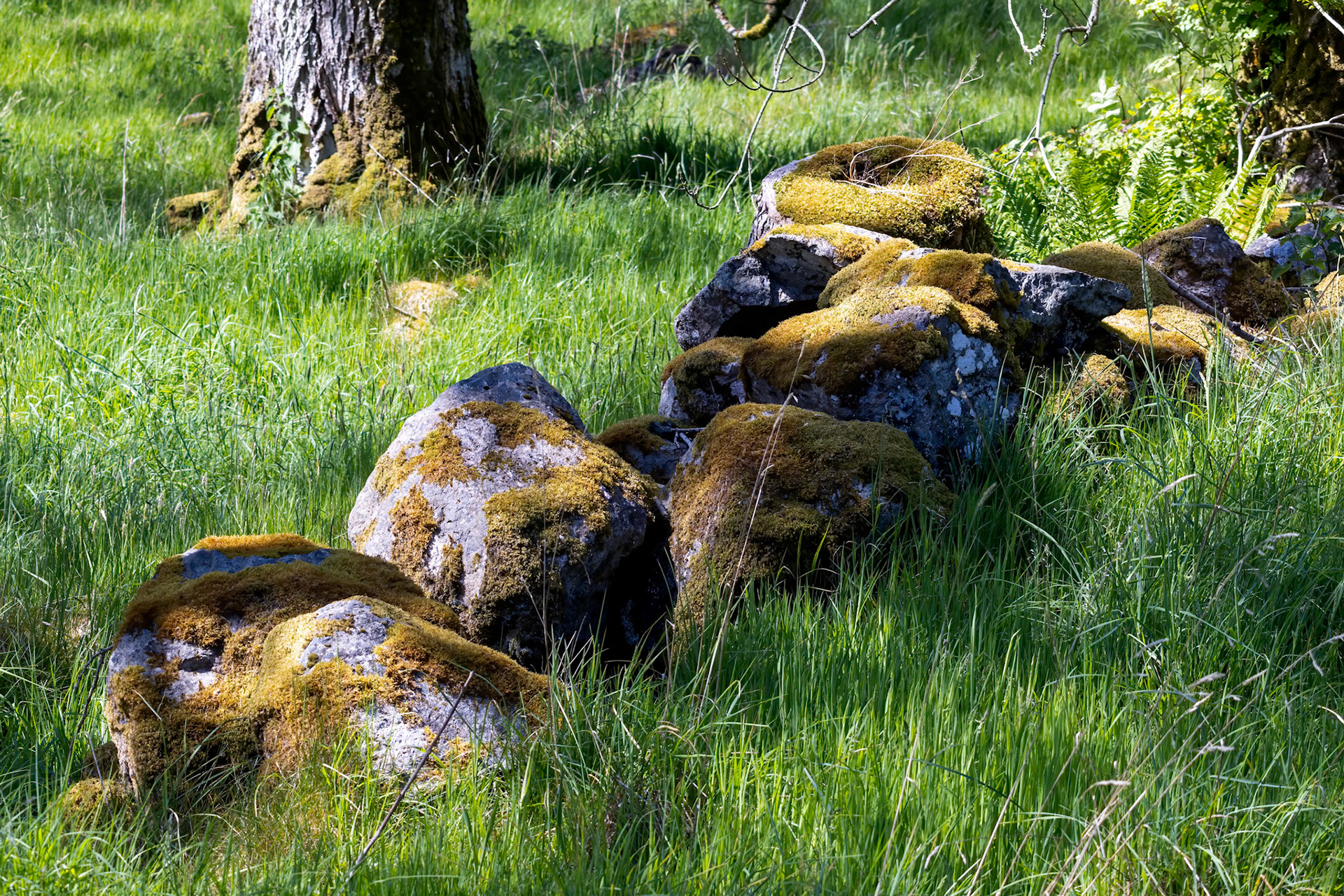 Sunlit Moss covered rocks in the Welsh countryside
