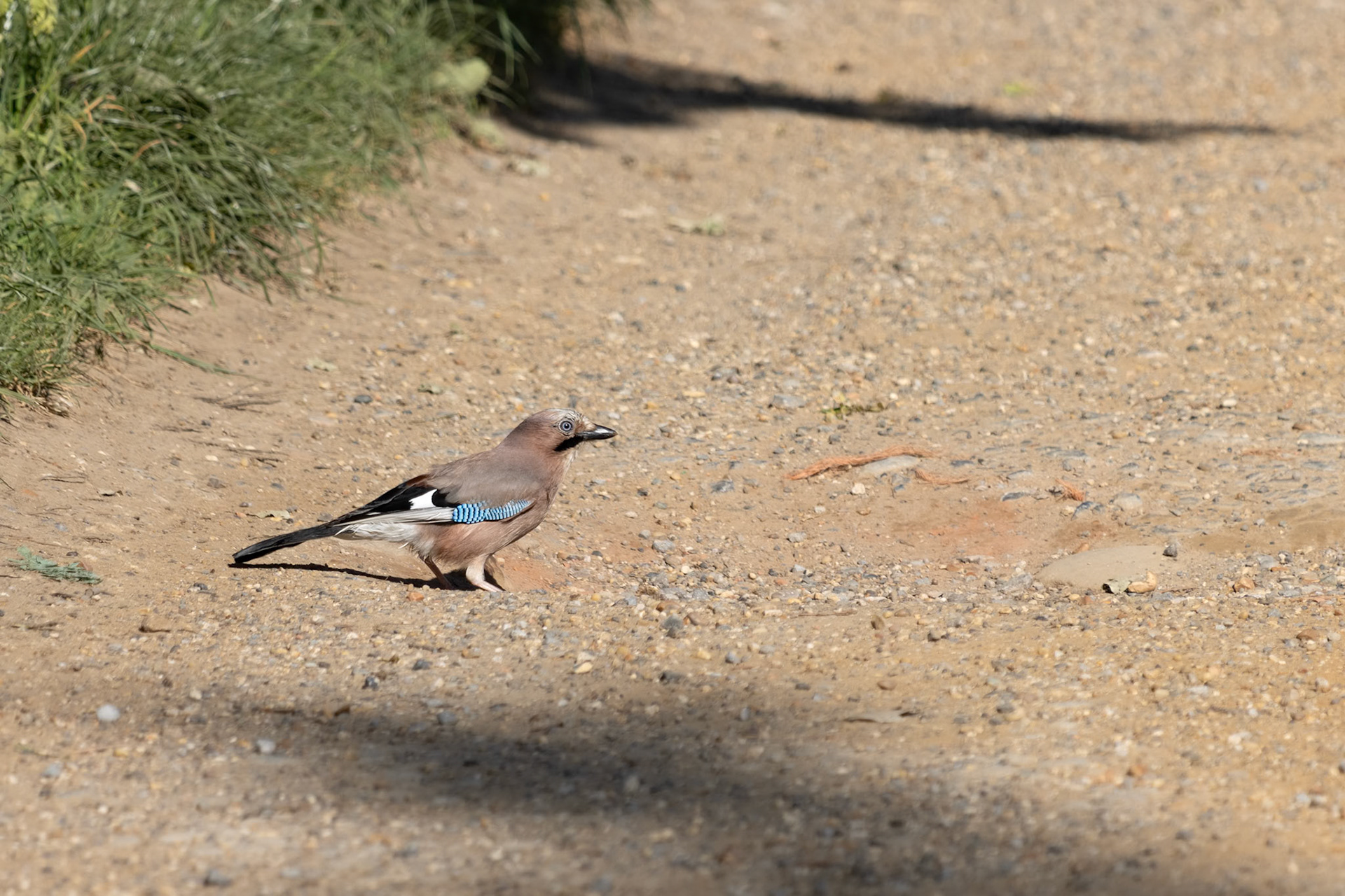 Eurasian Jay (Garrulus glandarius) looking for seeds on the ground