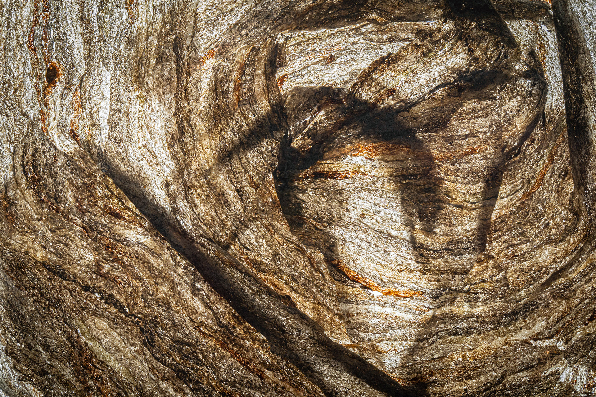 Deconstructed Paper Wasp Nest